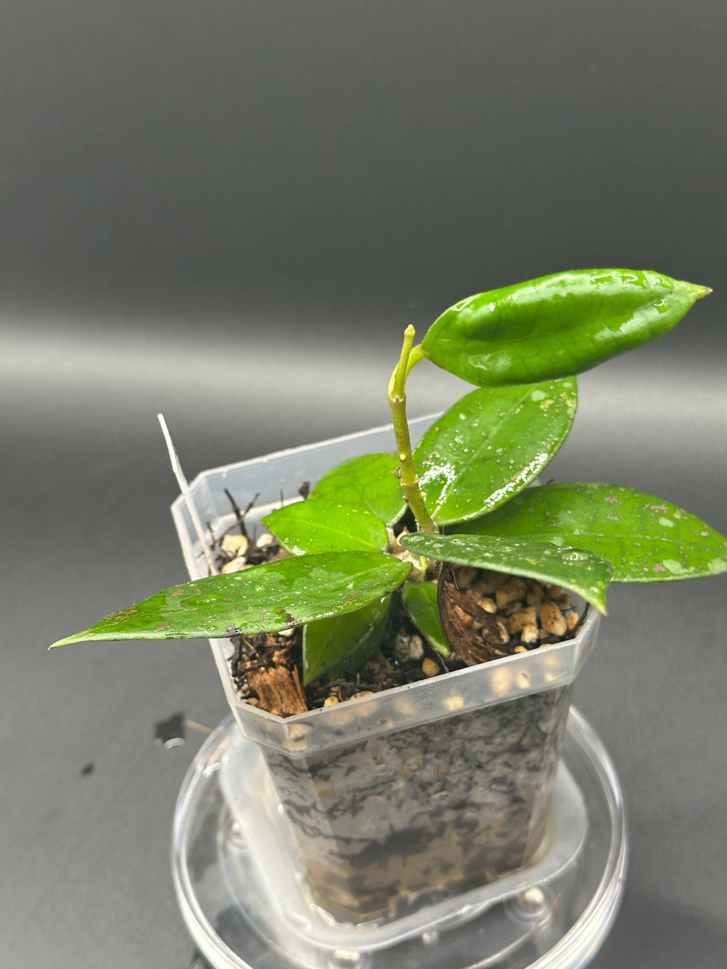 Hoya finlaysonii x unk