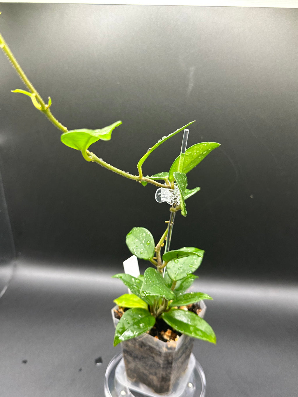 Hoya RHM2598 - 03 (Hoya ‘Leland Joseph’ x unk)