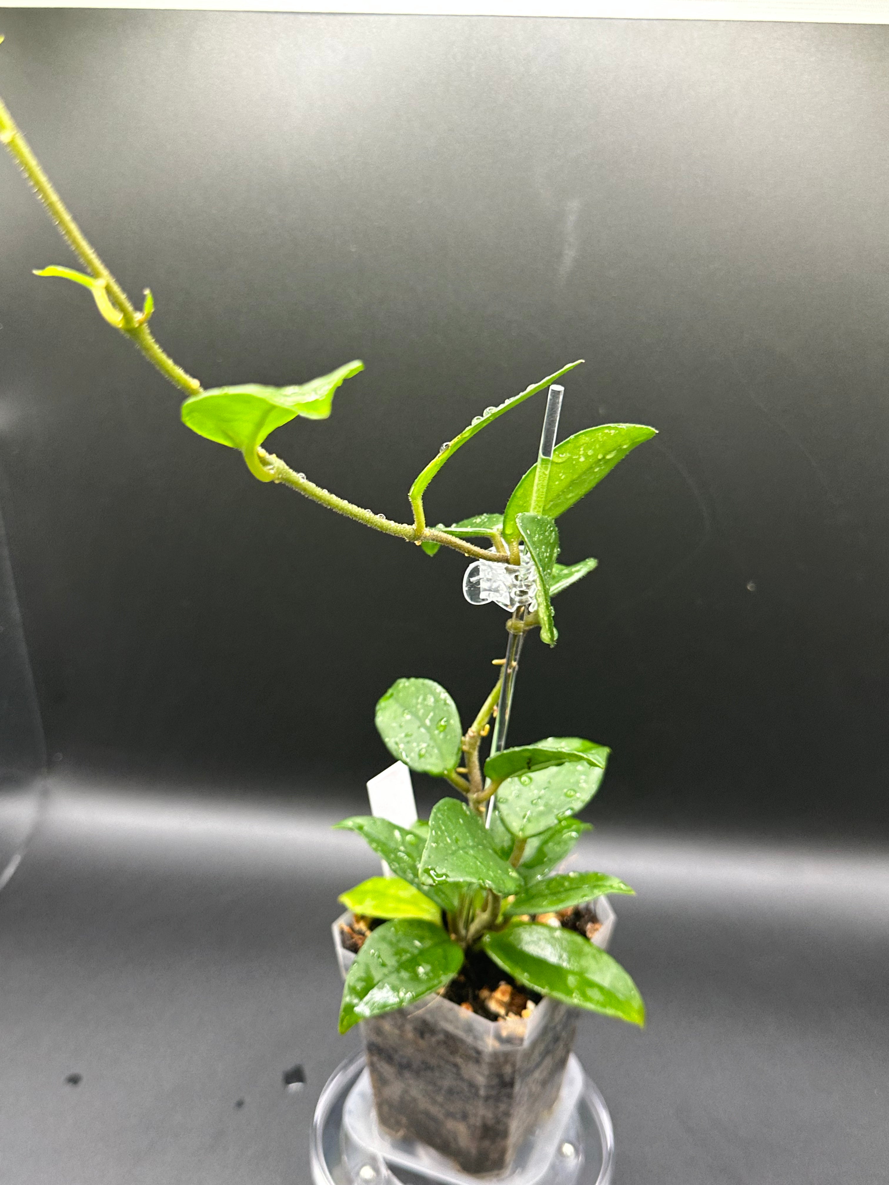 Hoya RHM2598 - 03 (Hoya ‘Leland Joseph’ x unk)
