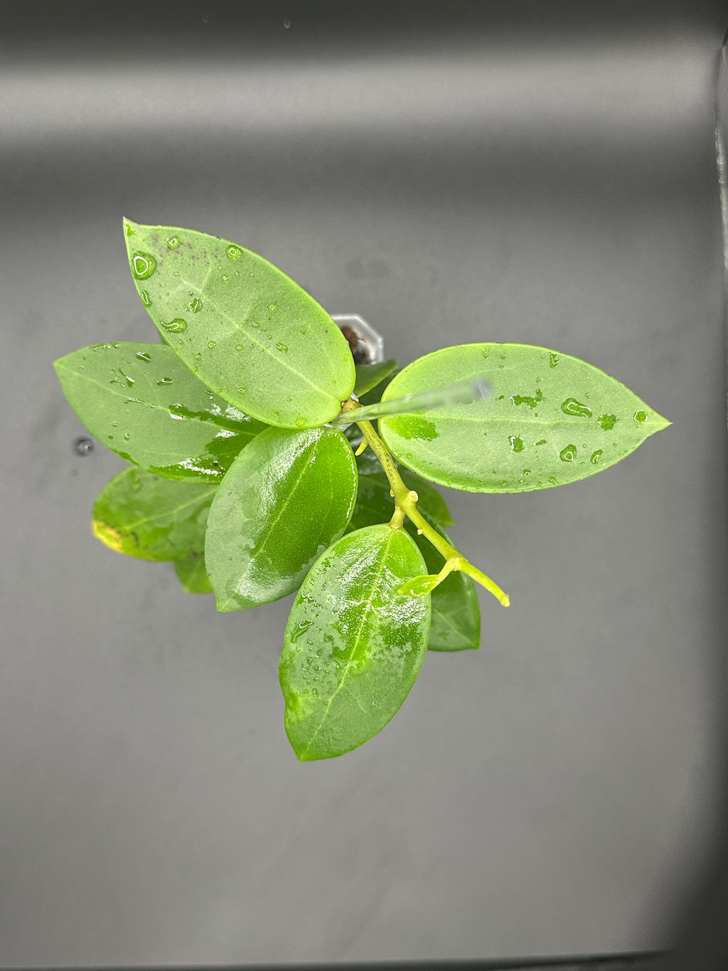 Hoya RHM2508 - 05 (Hoya EPC 146 Spoon Leaf x unk