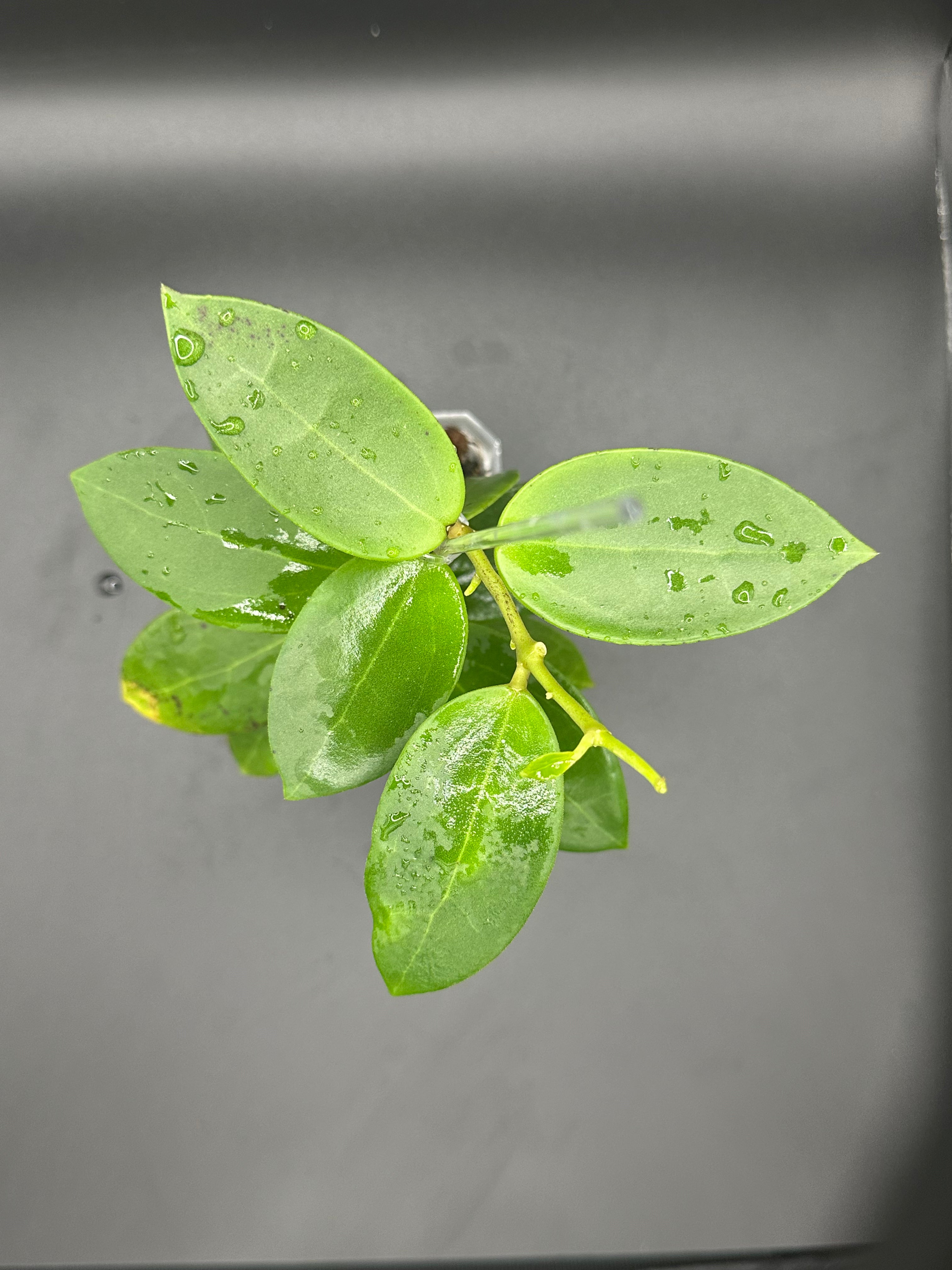 Hoya RHM2508 - 05 (Hoya EPC 146 Spoon Leaf x unk