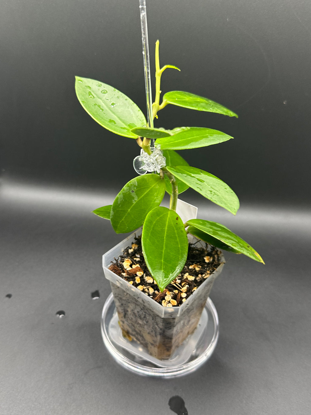 Hoya RHM2508 - 05 (Hoya EPC 146 Spoon Leaf x unk