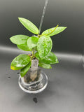 Hoya RHM2508 - 05 (Hoya EPC 146 Spoon Leaf x unk