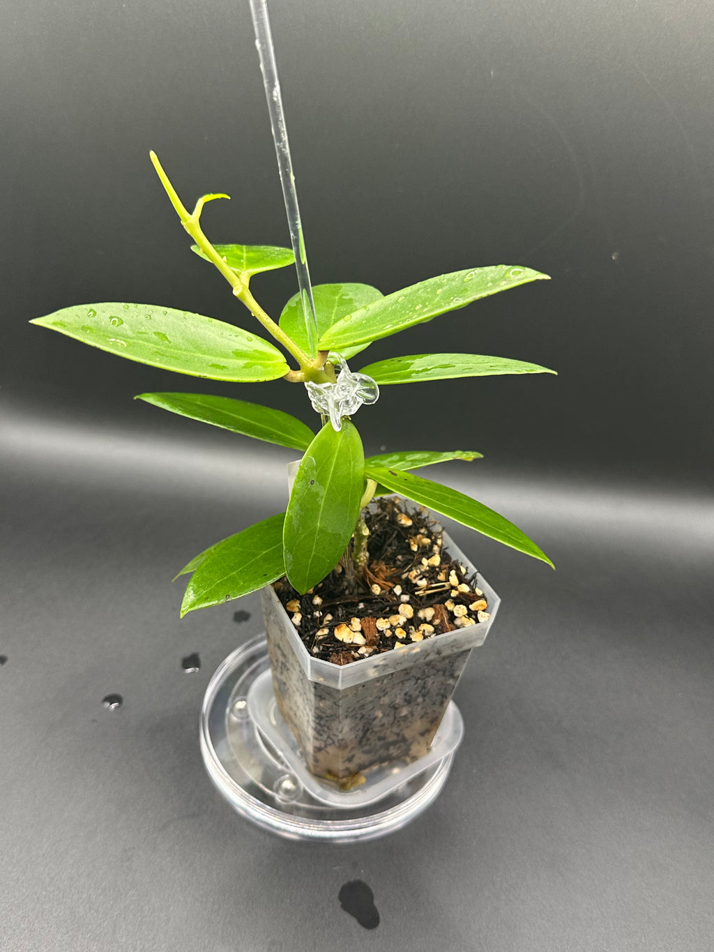 Hoya RHM2508 - 05 (Hoya EPC 146 Spoon Leaf x unk