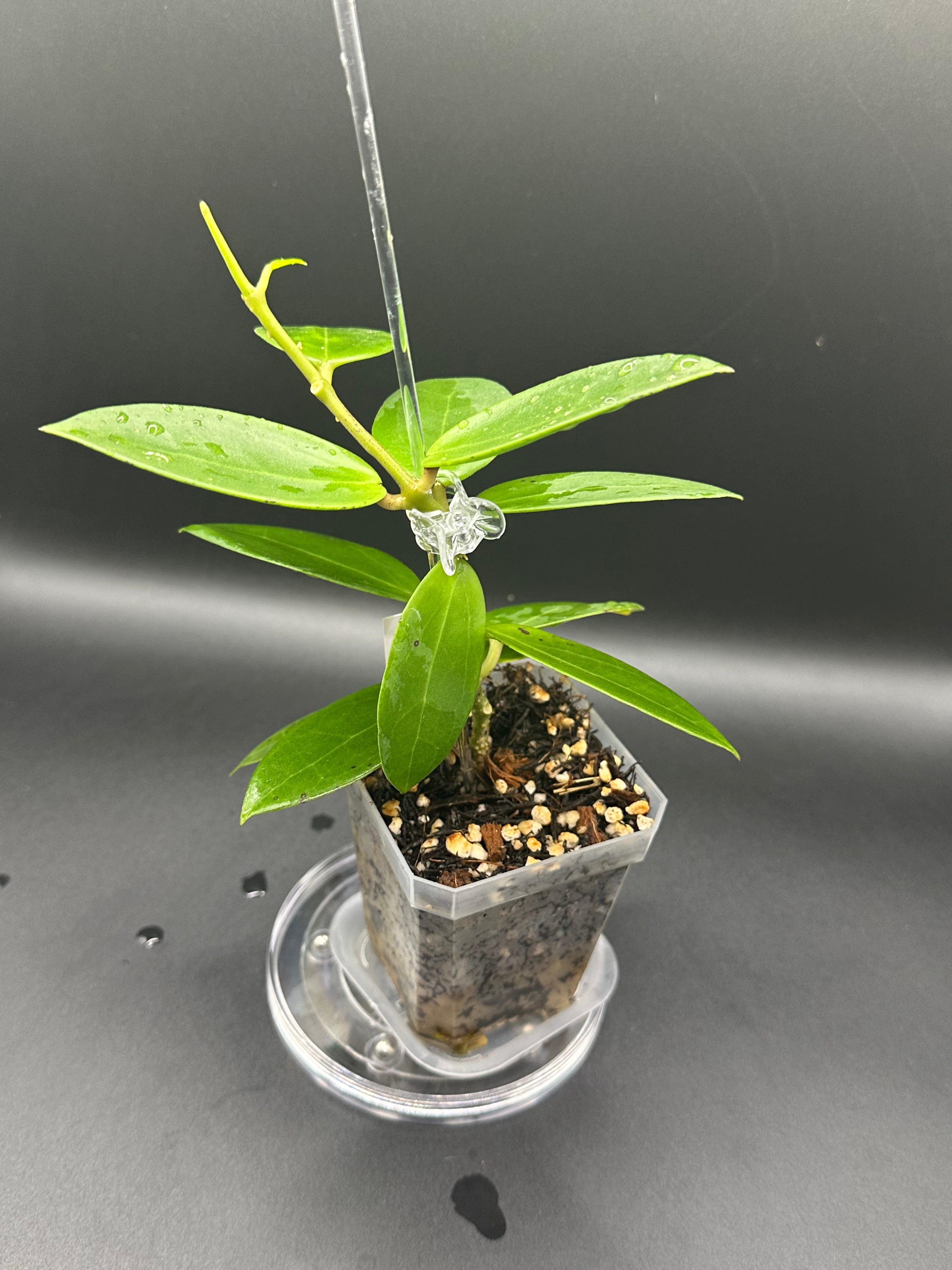 Hoya RHM2508 - 05 (Hoya EPC 146 Spoon Leaf x unk