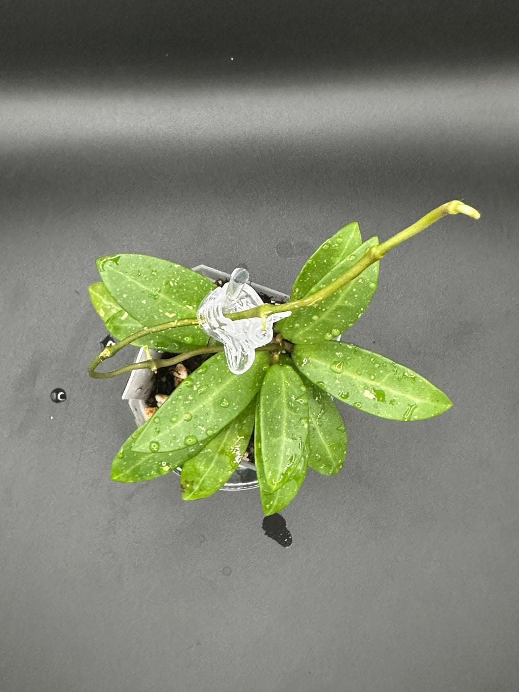 Hoya RHM2582 - 07 (Hoya ‘Melanie’ x unk)