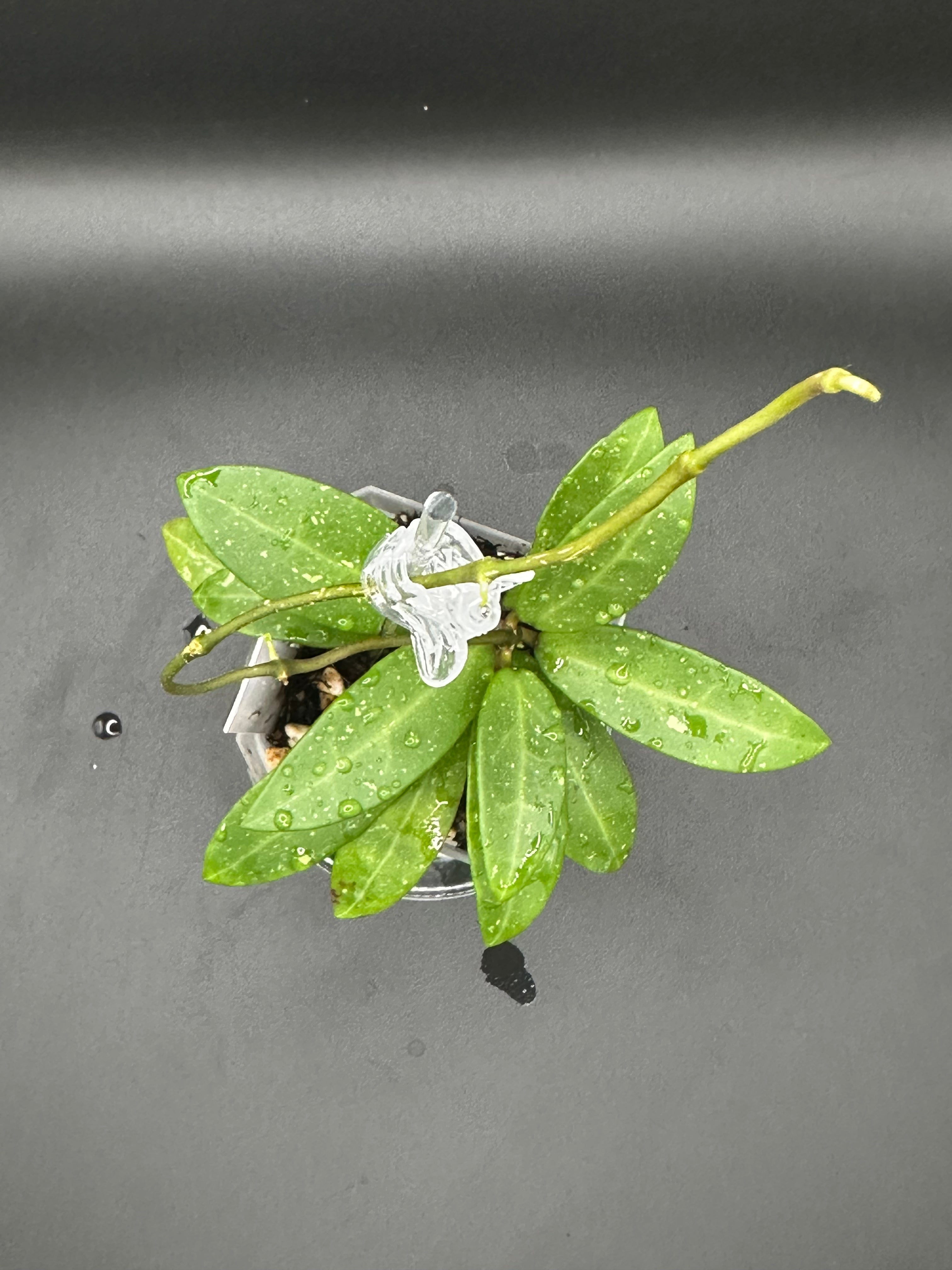 Hoya RHM2582 - 07 (Hoya ‘Melanie’ x unk)