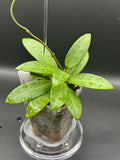 Hoya RHM2582 - 07 (Hoya ‘Melanie’ x unk)