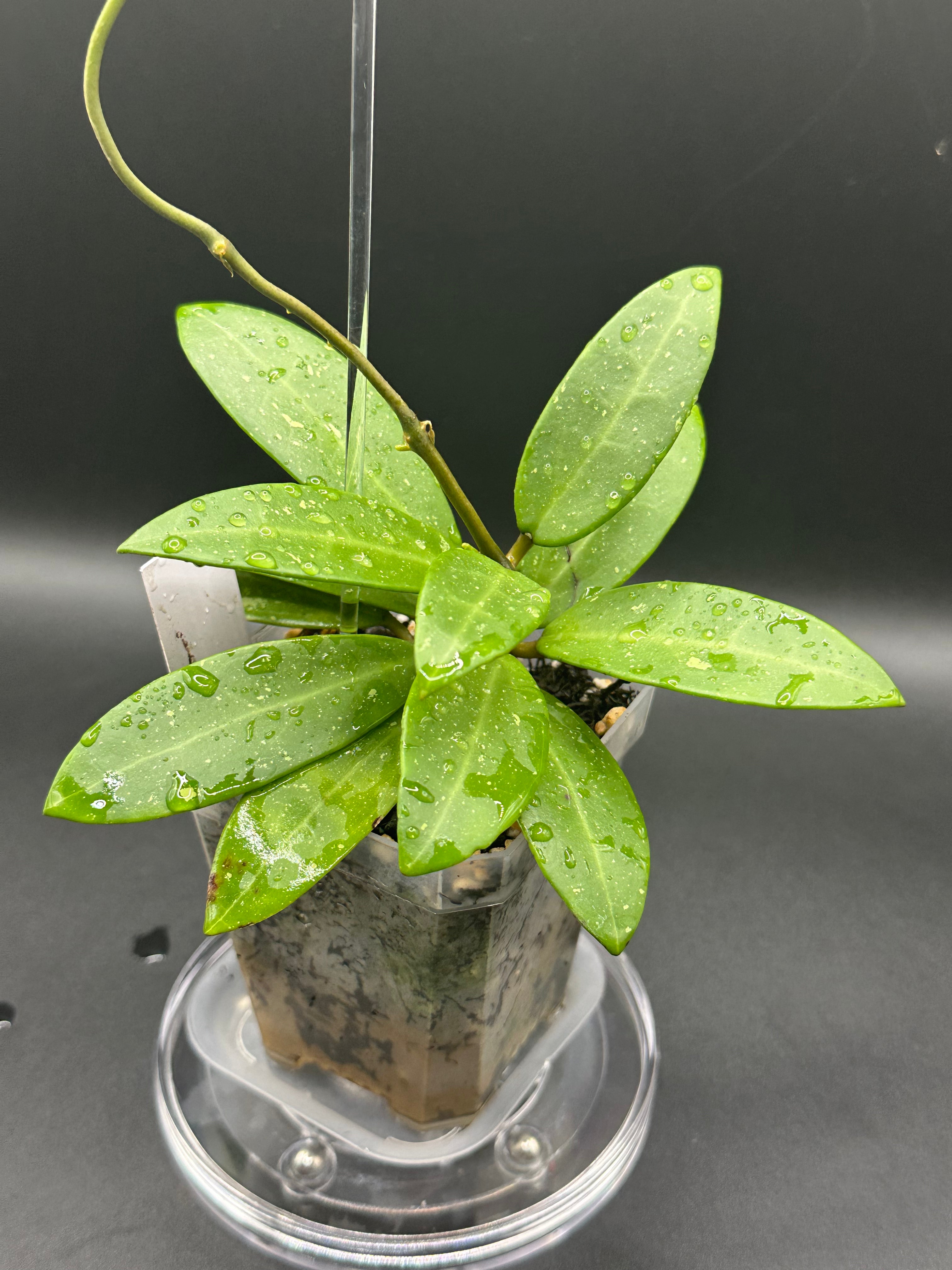 Hoya RHM2582 - 07 (Hoya ‘Melanie’ x unk)