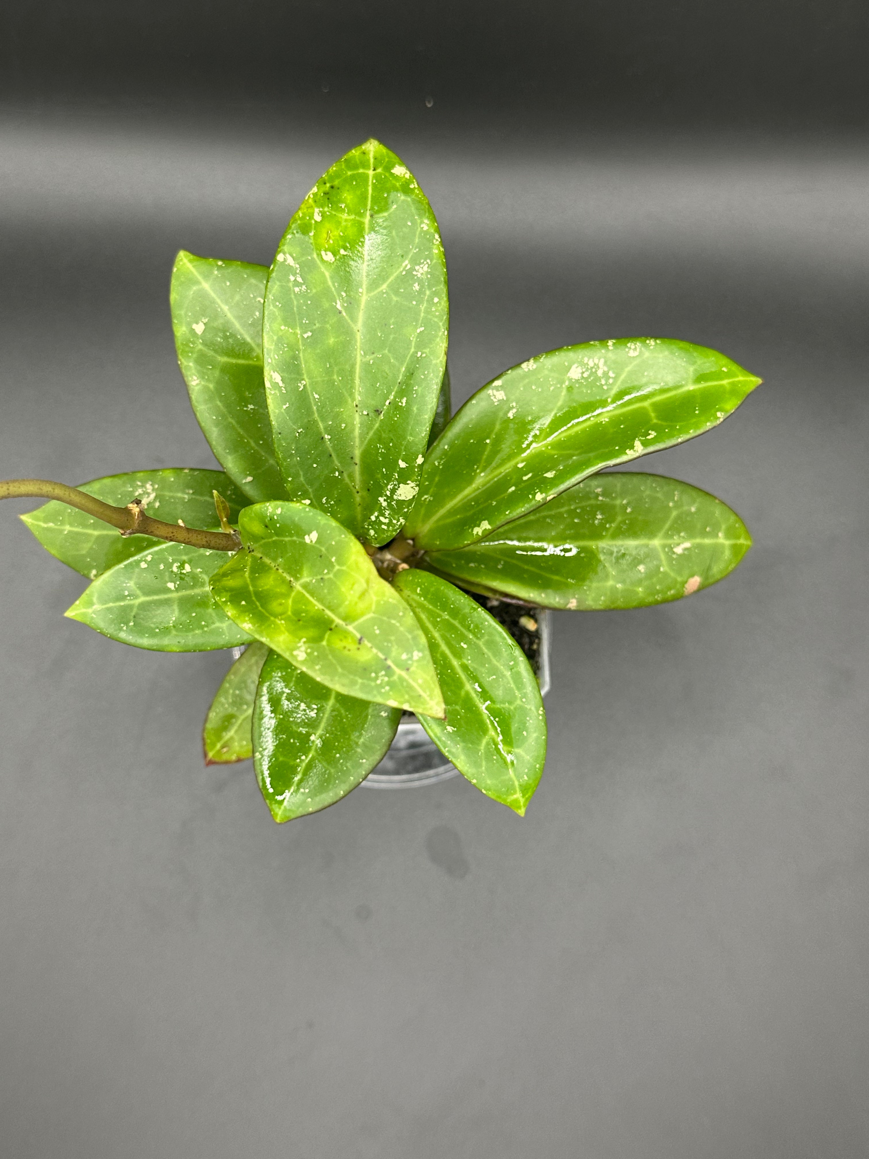 Hoya MV2515 - 03 (Hoya ovalfolia x unk)