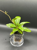 Hoya MV2515 - 03 (Hoya ovalfolia x unk)