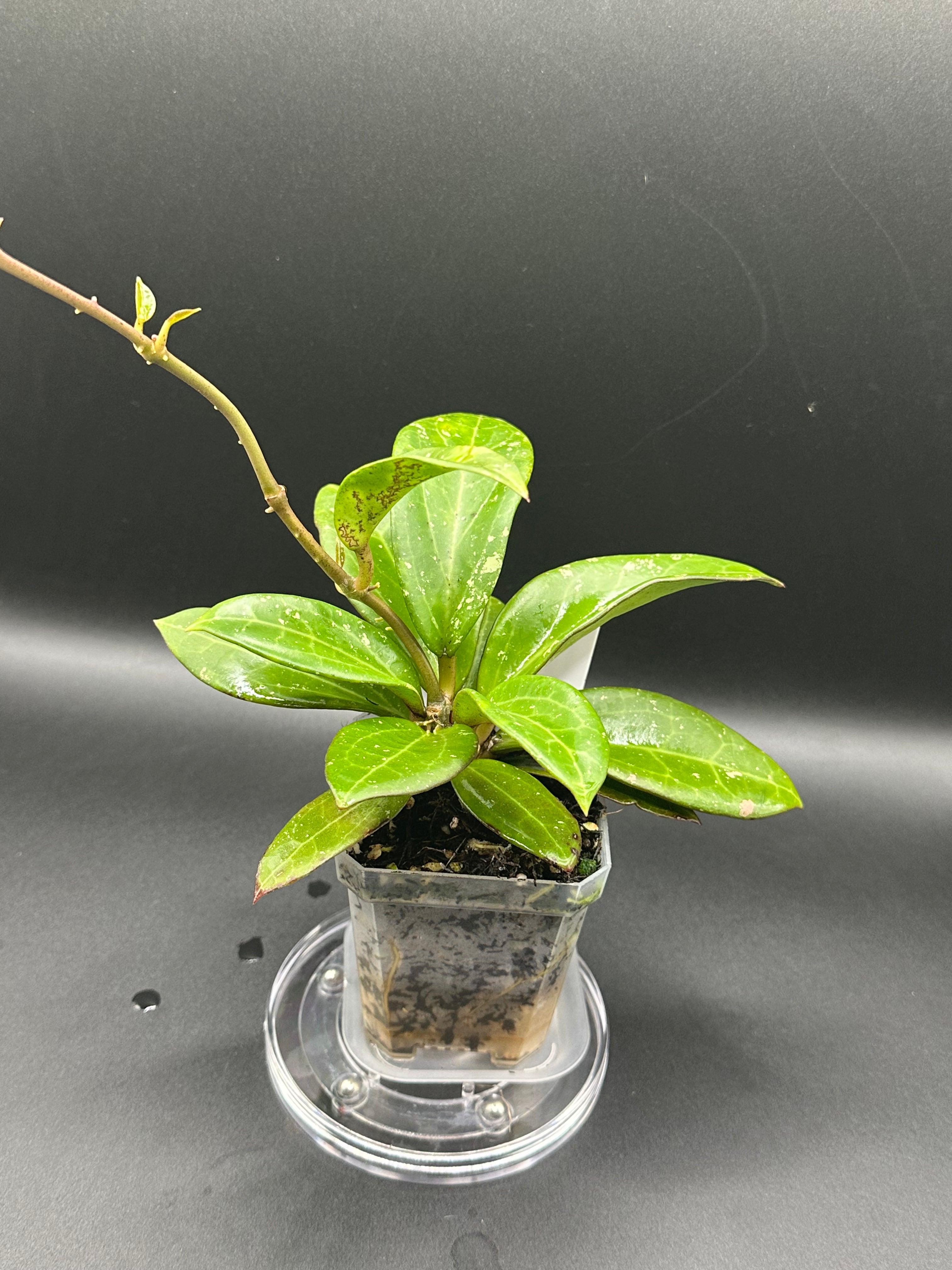 Hoya MV2515 - 03 (Hoya ovalfolia x unk)