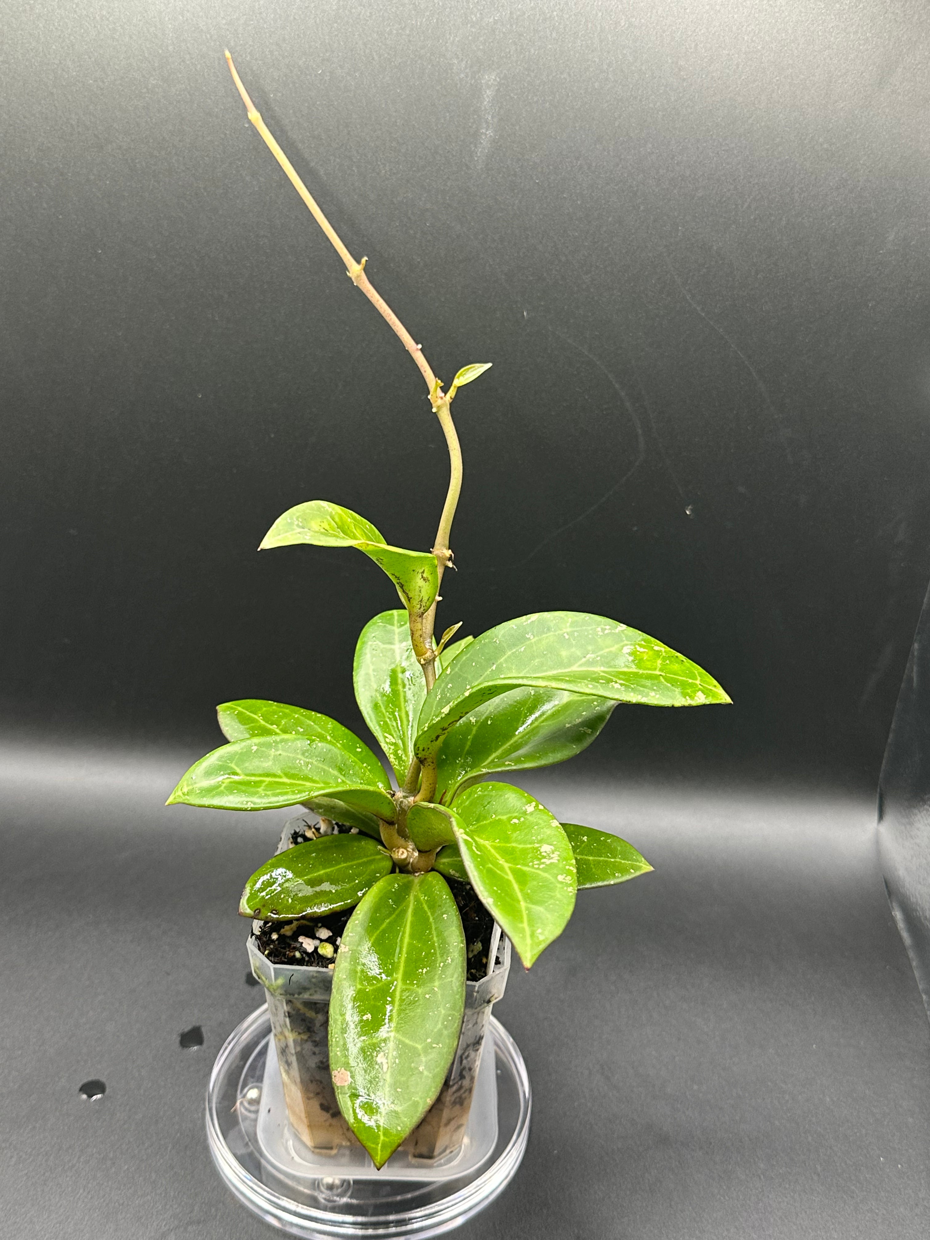 Hoya MV2515 - 03 (Hoya ovalfolia x unk)