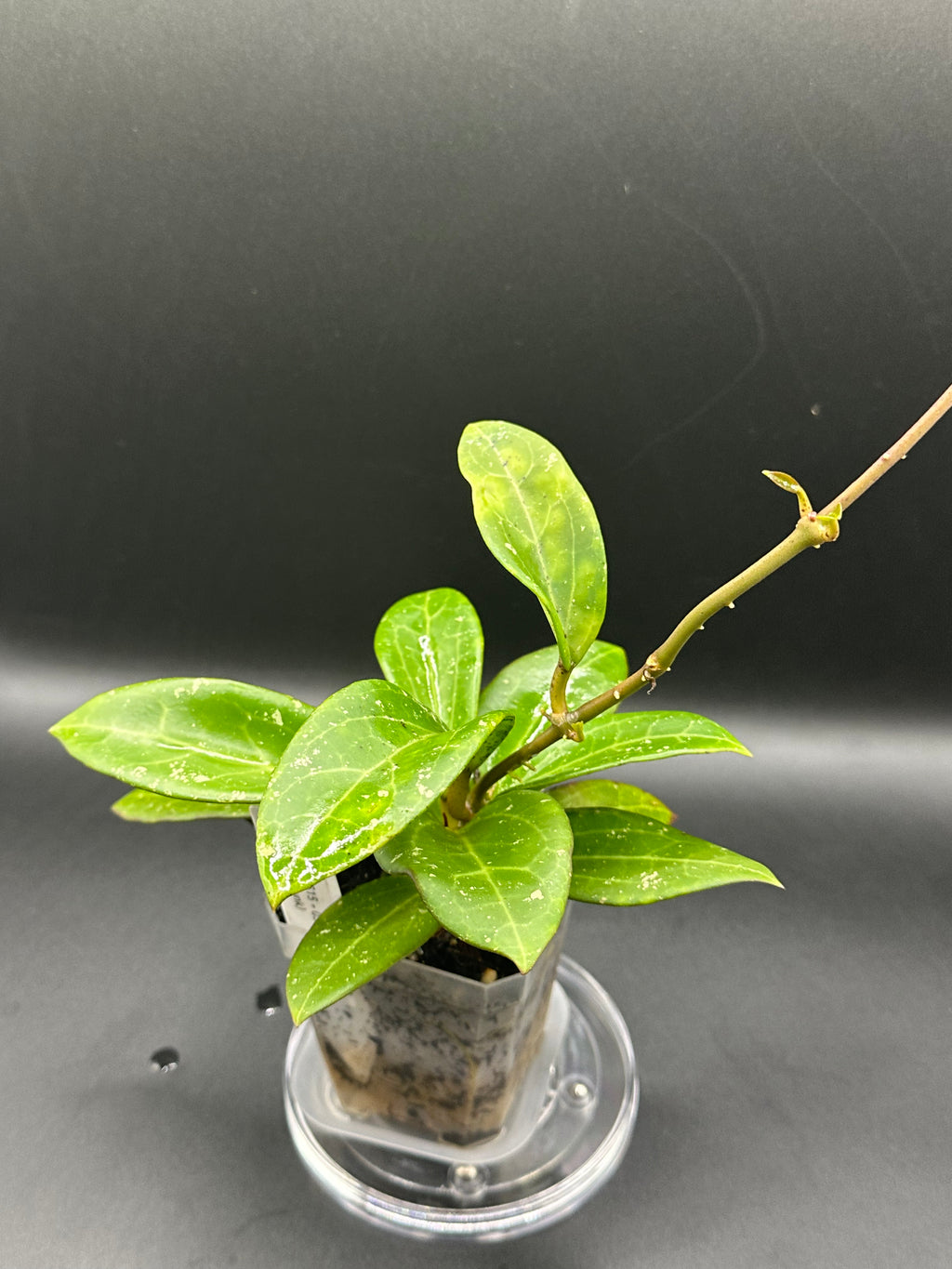 Hoya MV2515 - 03 (Hoya ovalfolia x unk)