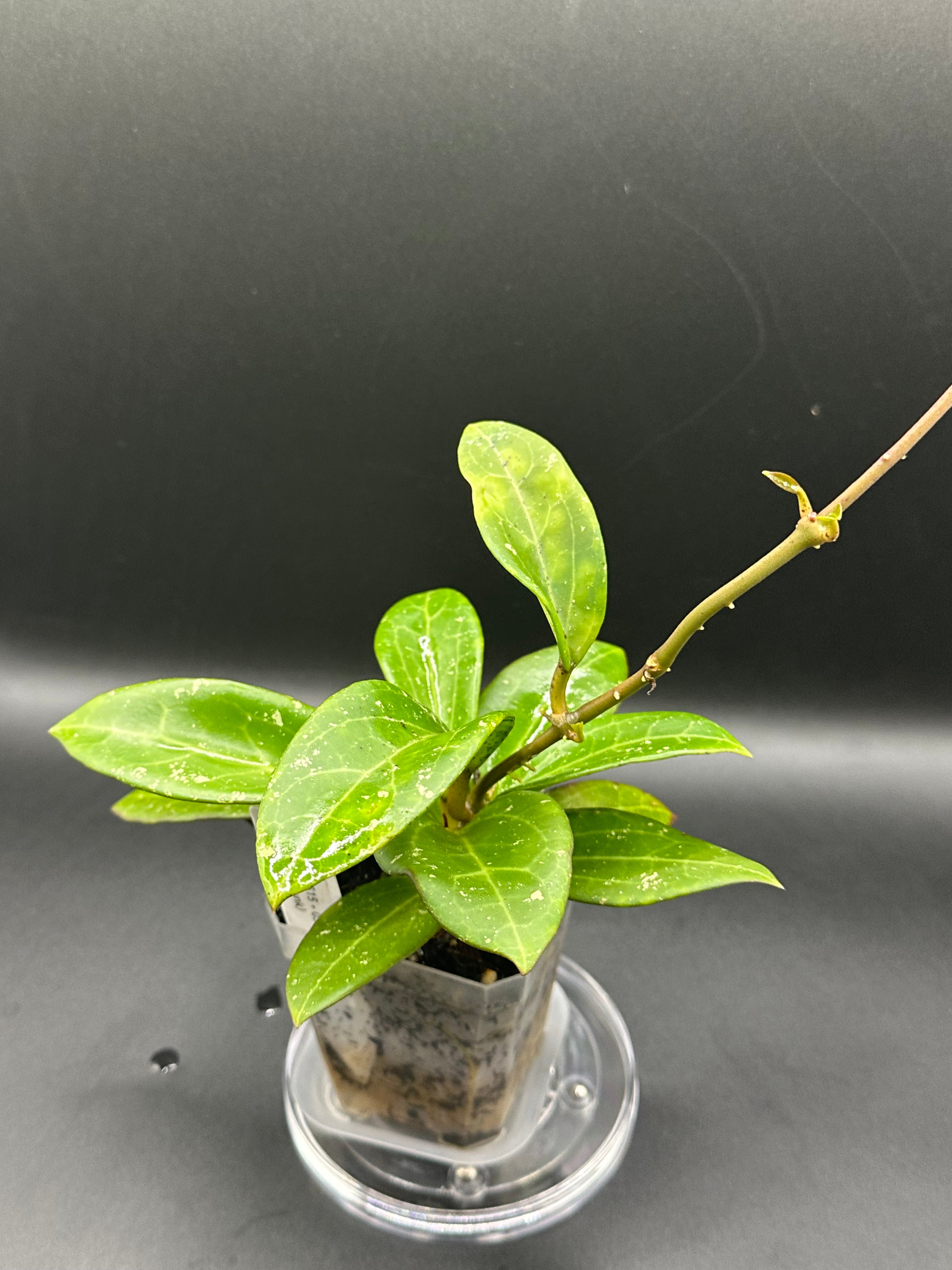 Hoya MV2515 - 03 (Hoya ovalfolia x unk)