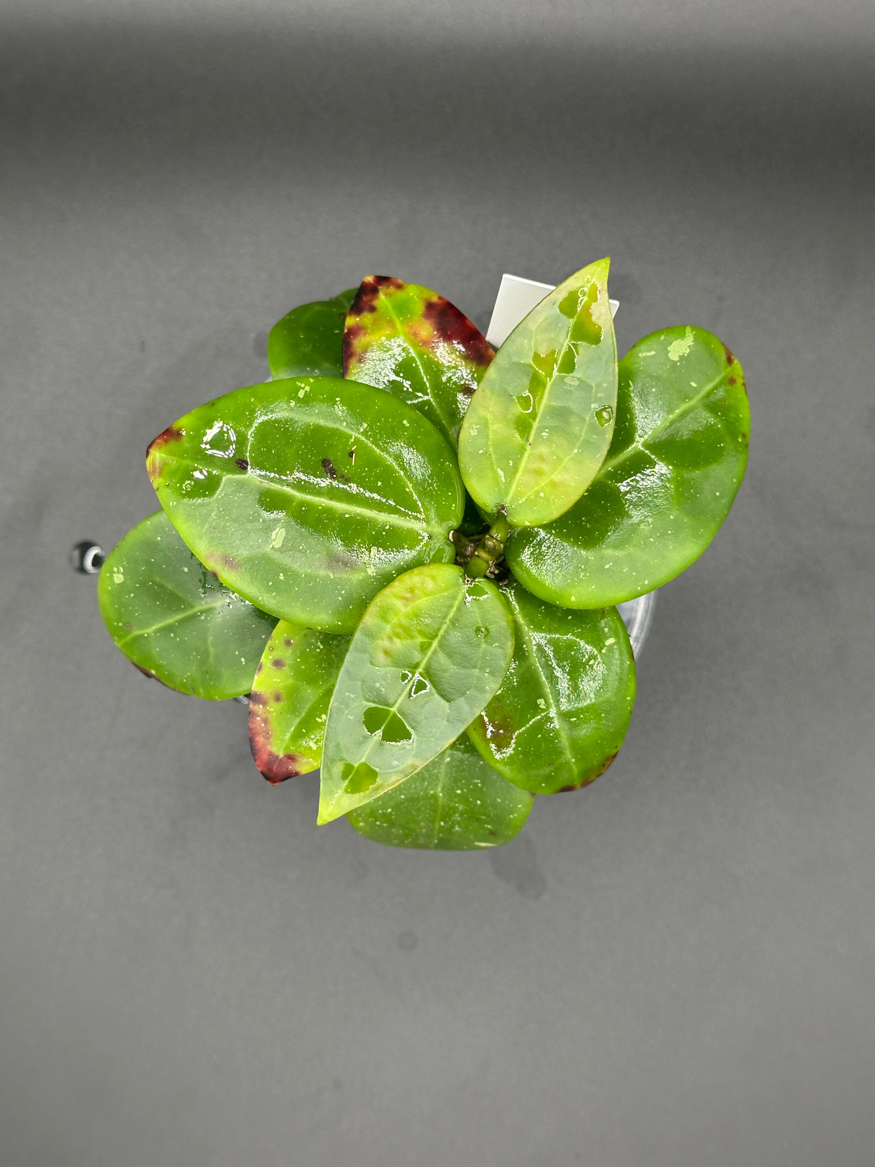 Hoya RHM2520 - 03 (Hoya ‘Sweet Scent’ x RHM014-01 x unk)
