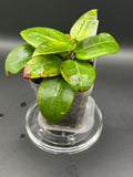 Hoya RHM2520 - 03 (Hoya ‘Sweet Scent’ x RHM014-01 x unk)