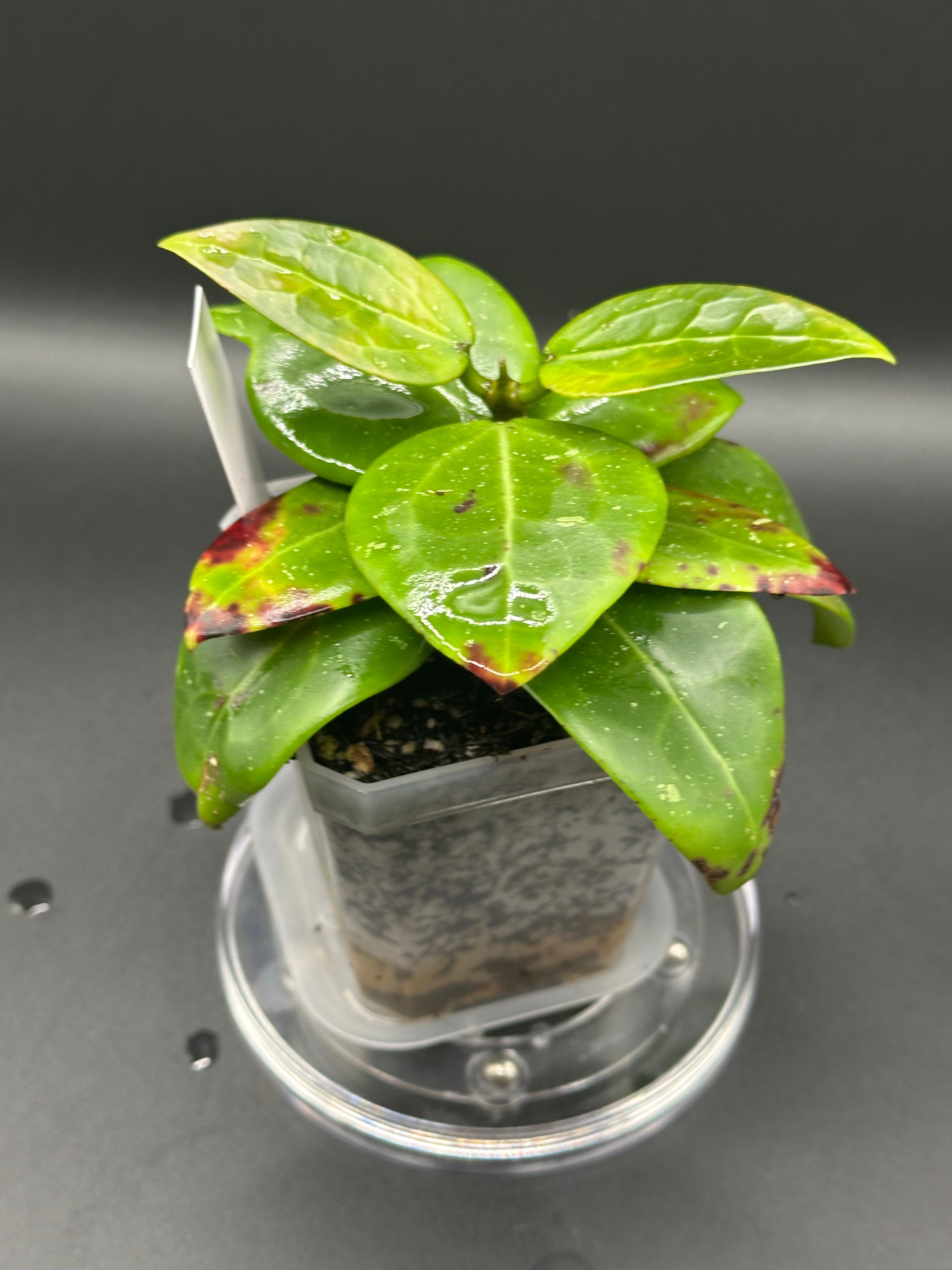 Hoya RHM2520 - 03 (Hoya ‘Sweet Scent’ x RHM014-01 x unk)
