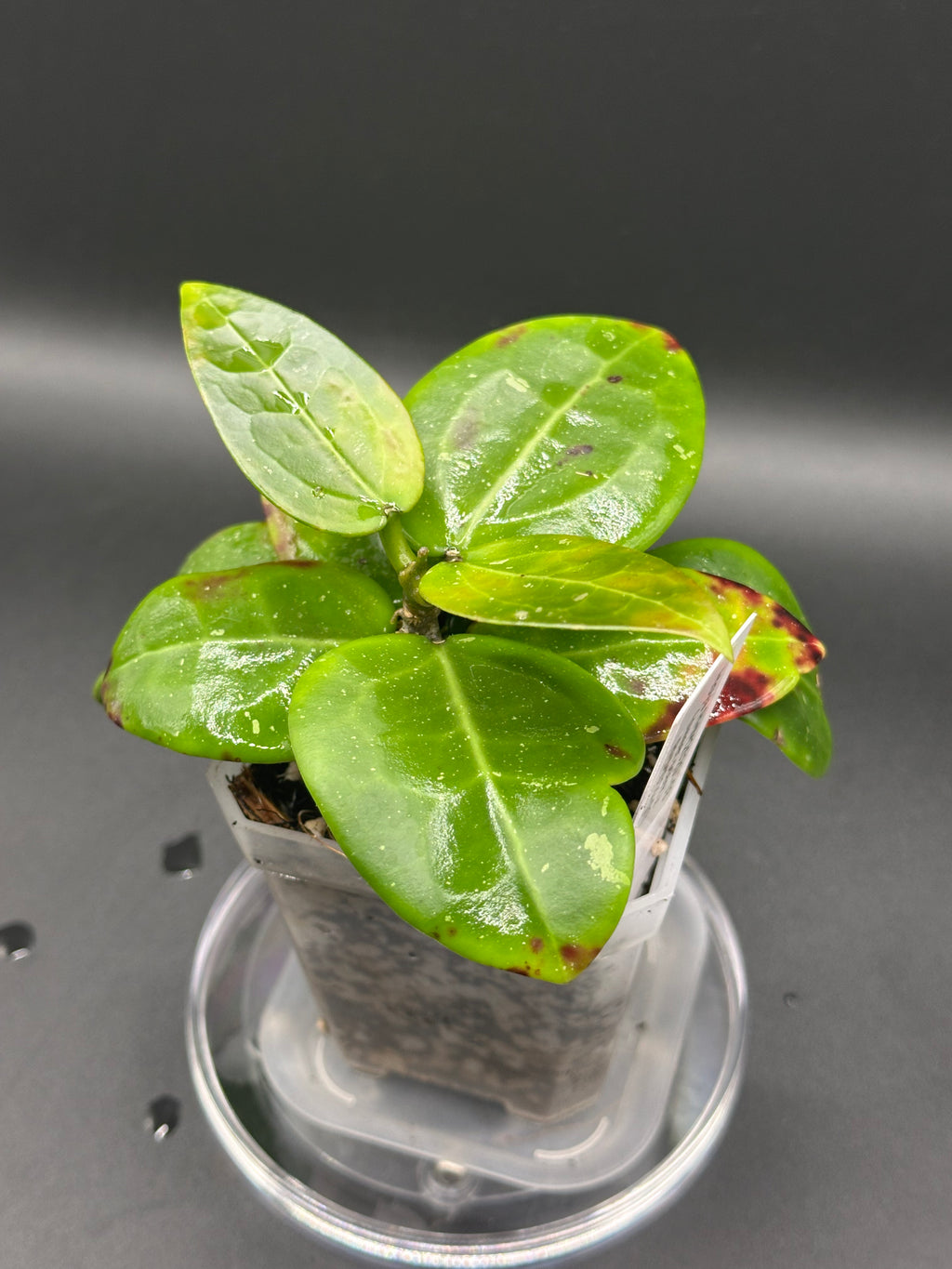 Hoya RHM2520 - 03 (Hoya ‘Sweet Scent’ x RHM014-01 x unk)