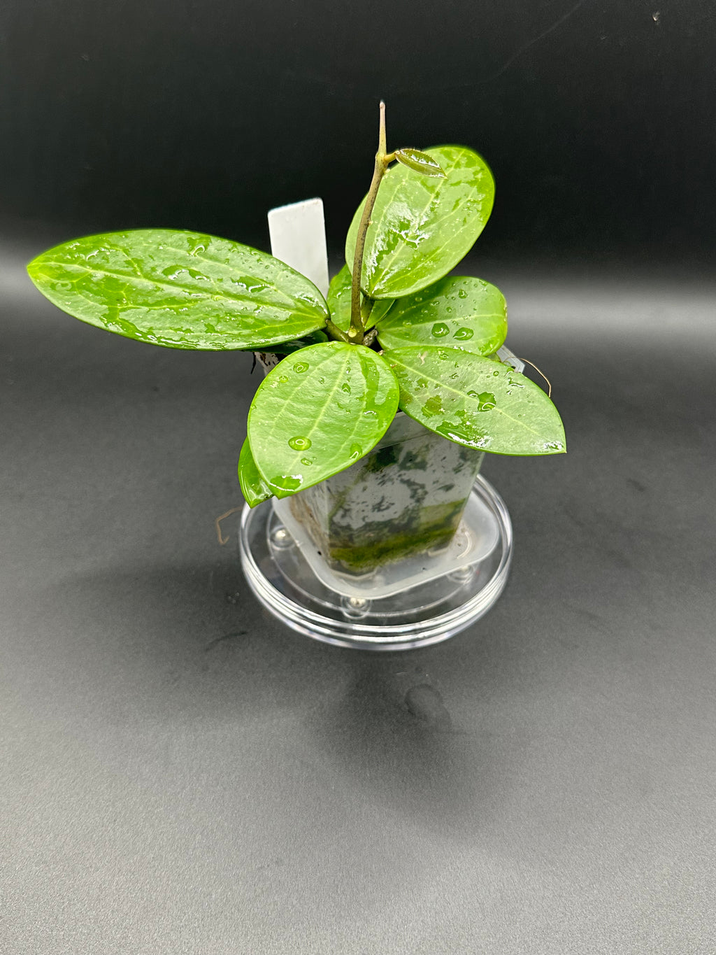 Hoya KGD370 - 02 (Hoya ‘Idaho’ x unk)