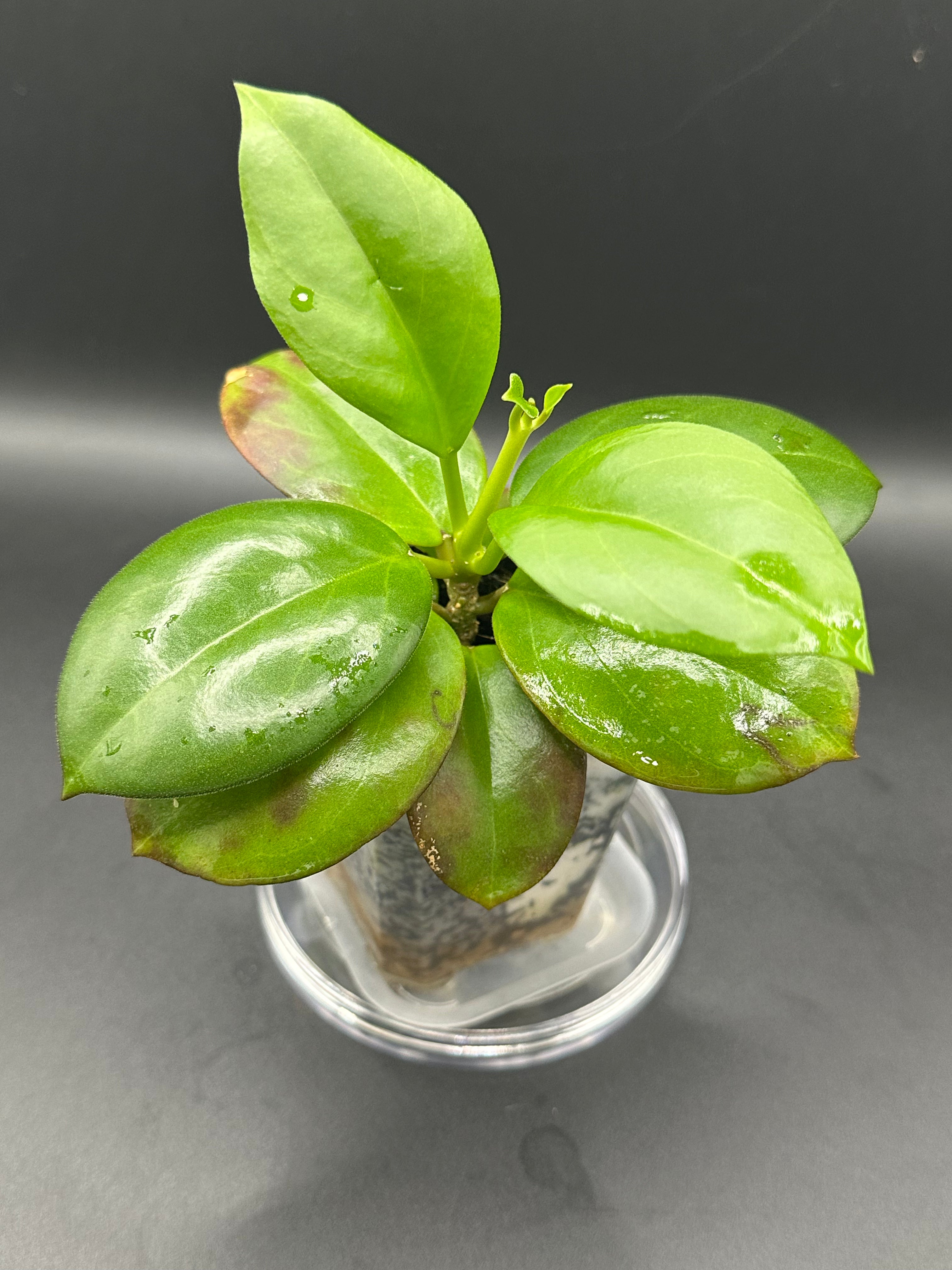 Hoya icensis x unk - 10