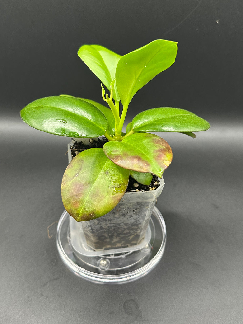 Hoya icensis x unk - 10