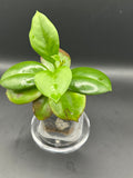 Hoya icensis x unk - 10