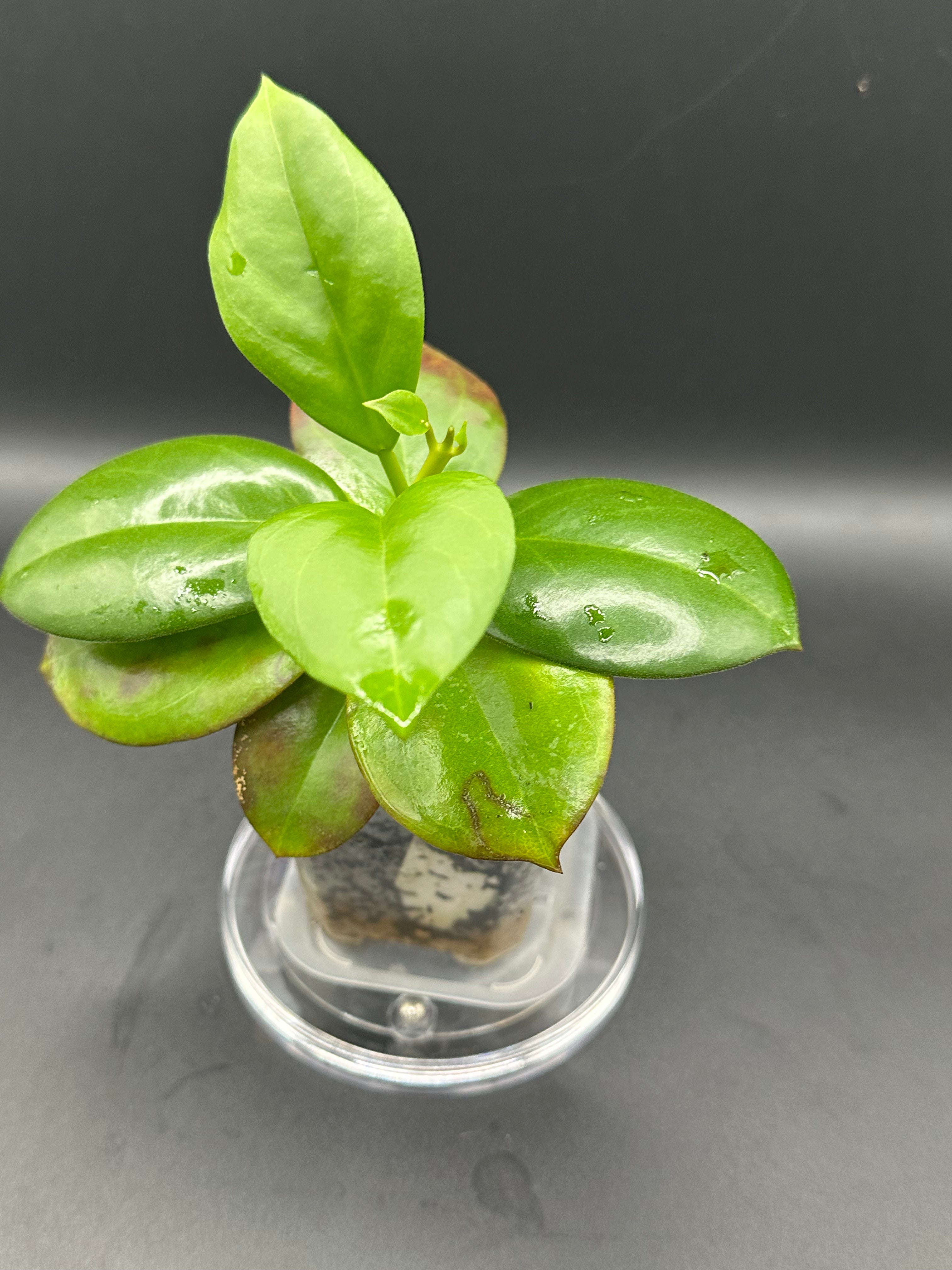 Hoya icensis x unk - 10