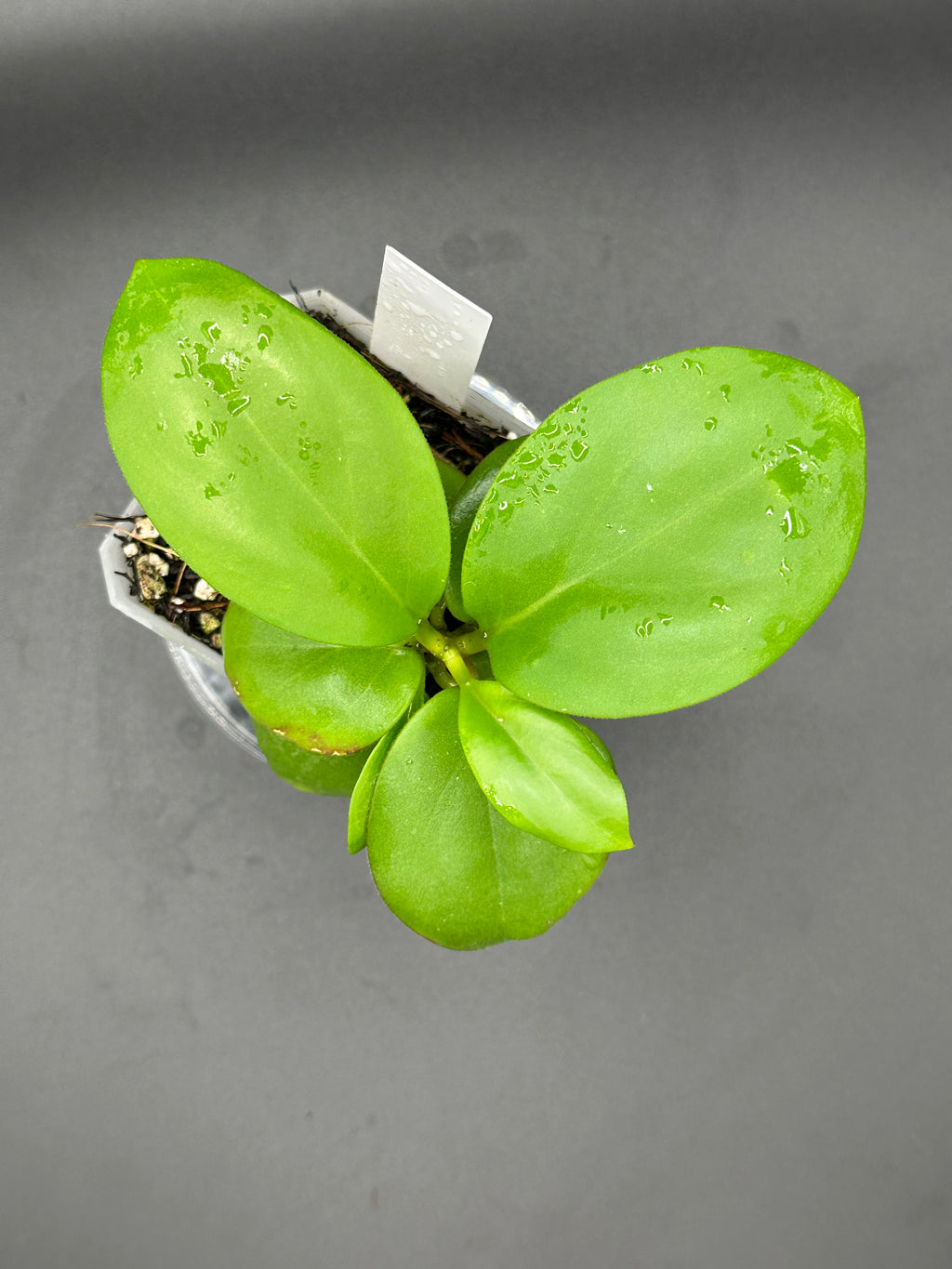 Hoya icensis x unk - 11