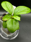 Hoya icensis x unk - 11