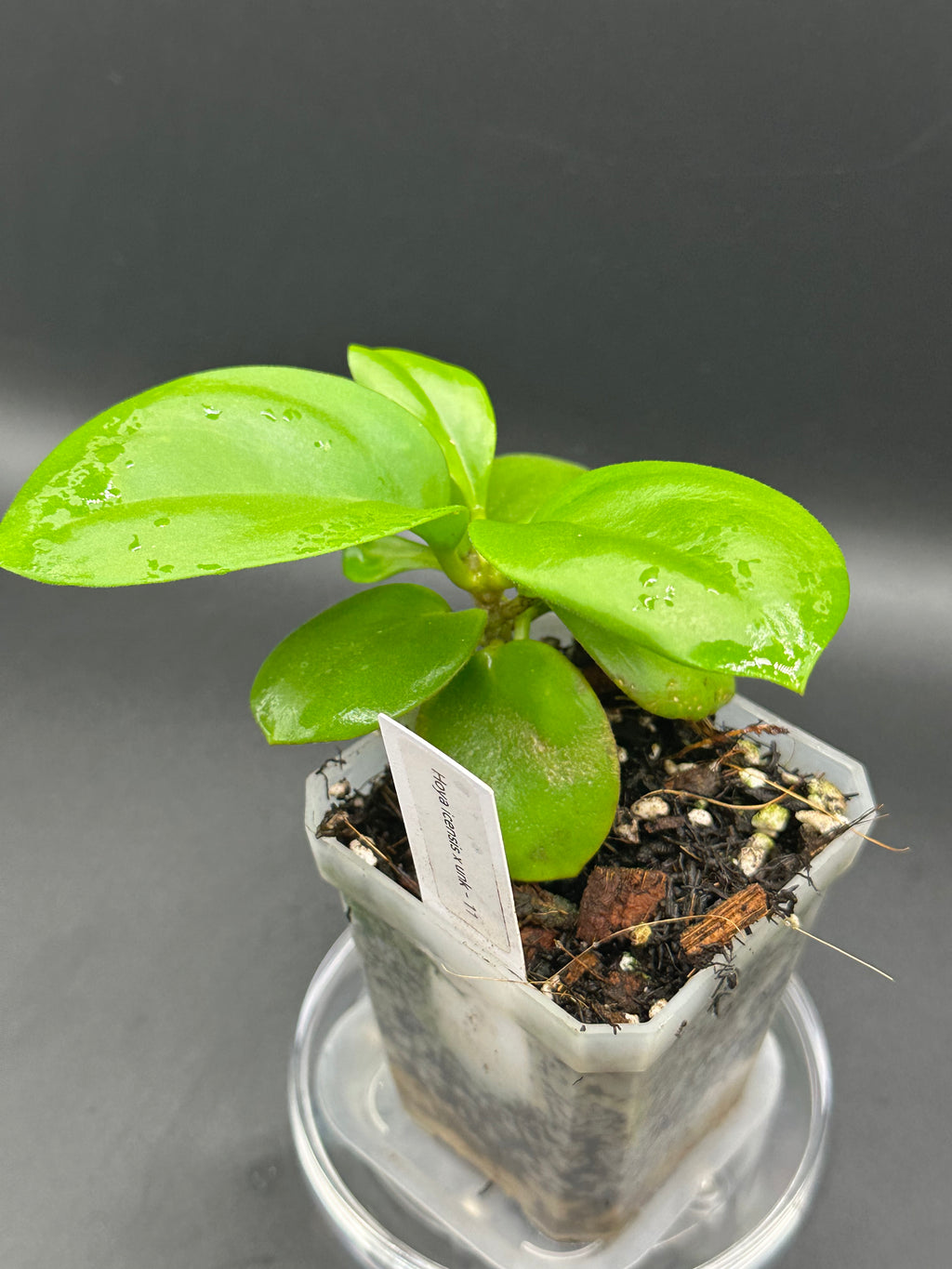 Hoya icensis x unk - 11