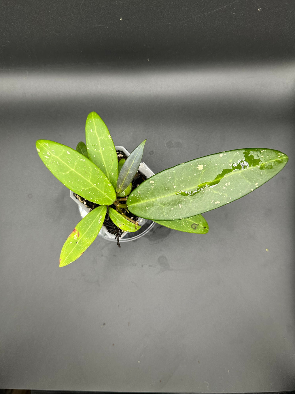 Hoya RHM2584 - 07 (Hoya verticillata var. Hendersonii x unk)