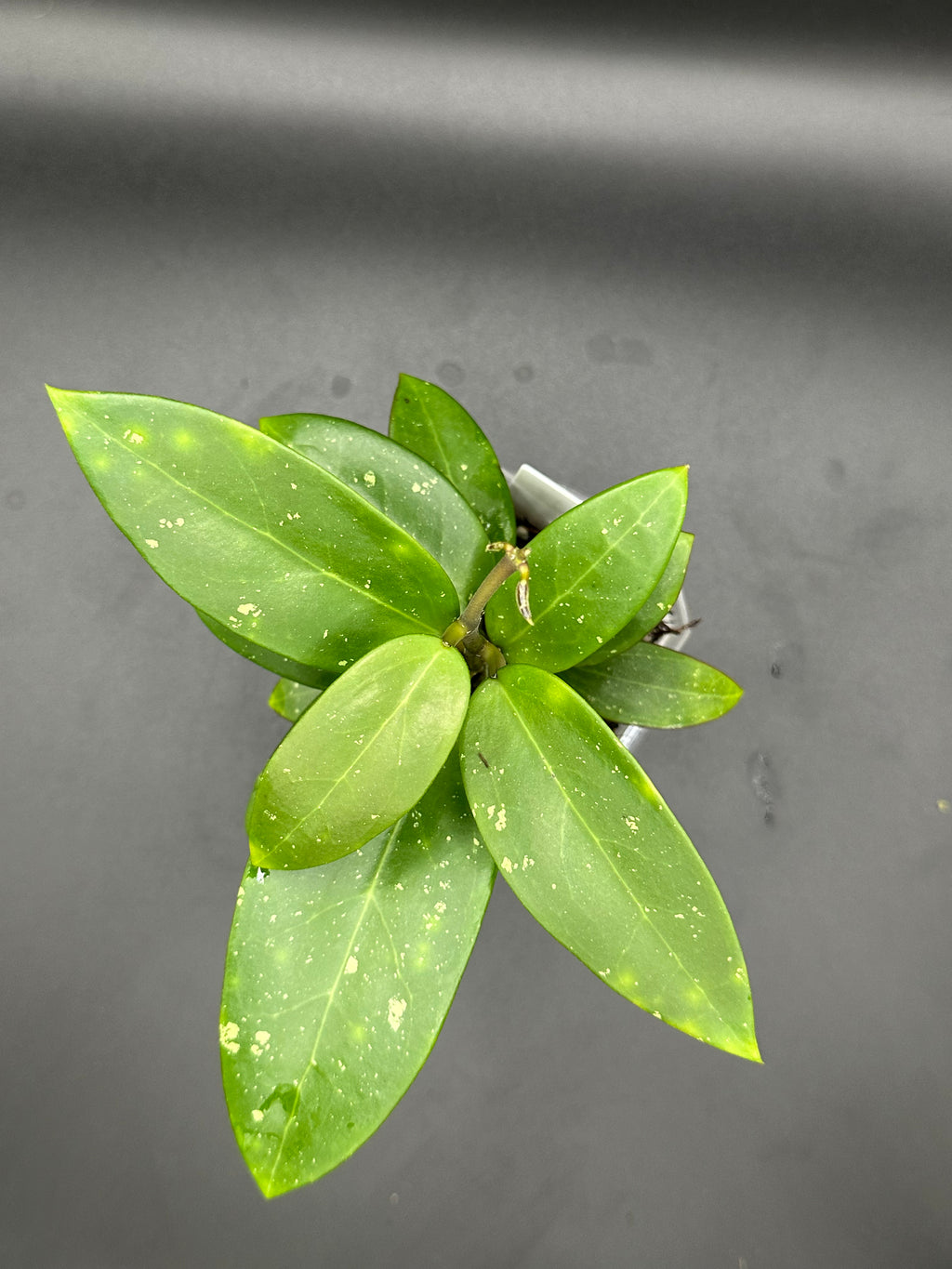Hoya RHM2517 - 02 (Hoya verticillata LP4 x unk)