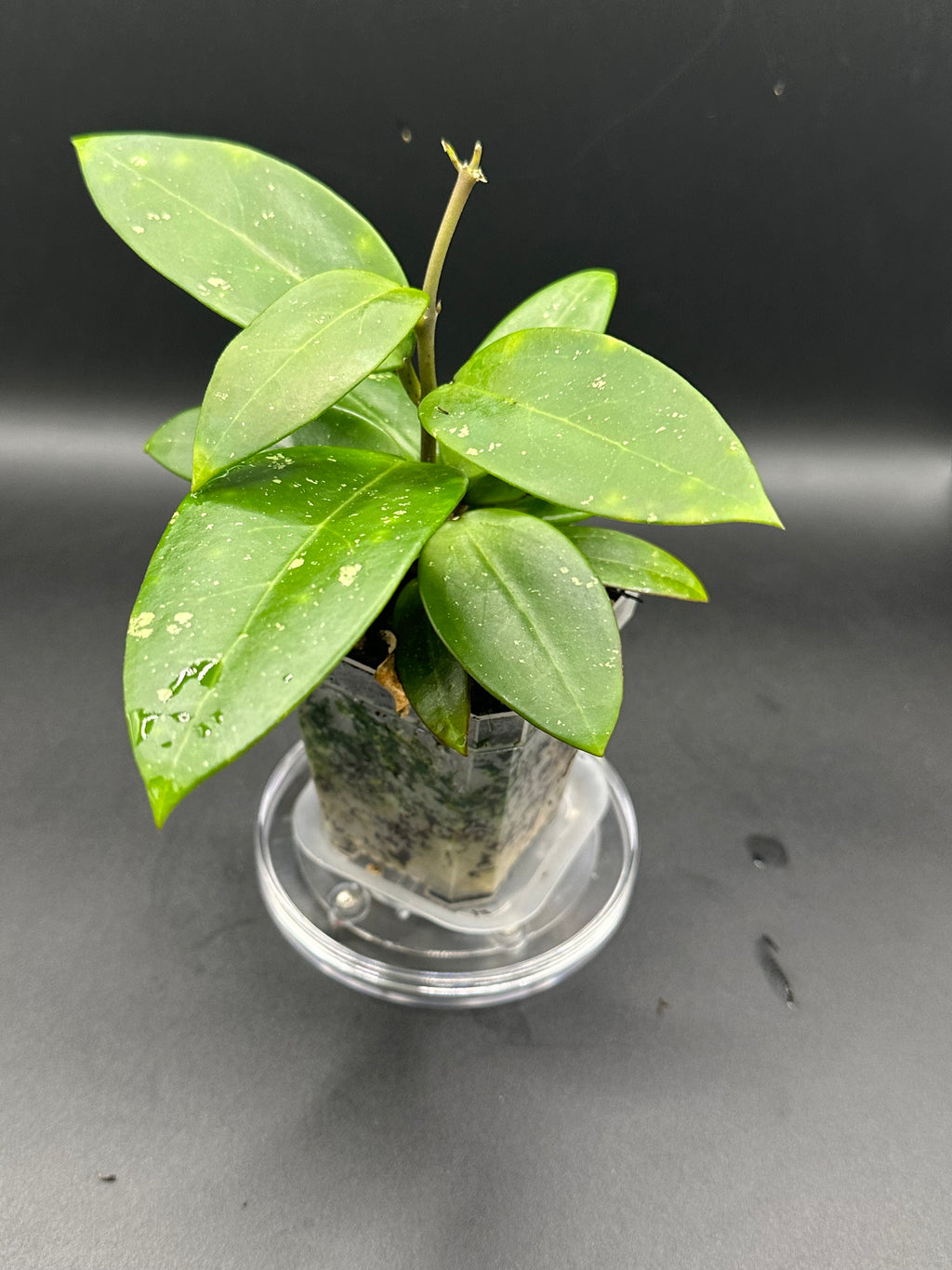 Hoya RHM2517 - 02 (Hoya verticillata LP4 x unk)