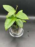 Hoya RHM2517 - 02 (Hoya verticillata LP4 x unk)