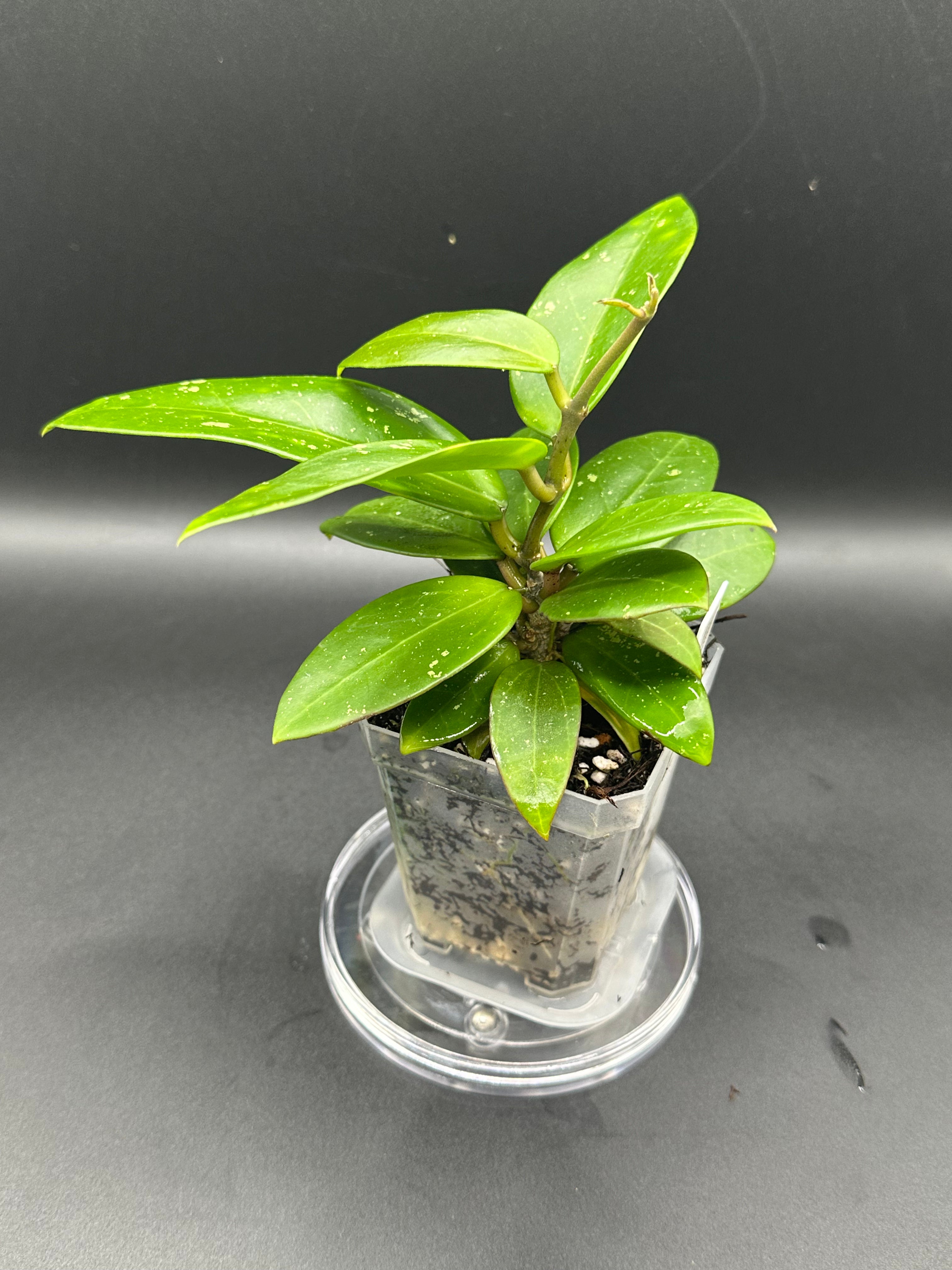 Hoya RHM2517 - 02 (Hoya verticillata LP4 x unk)