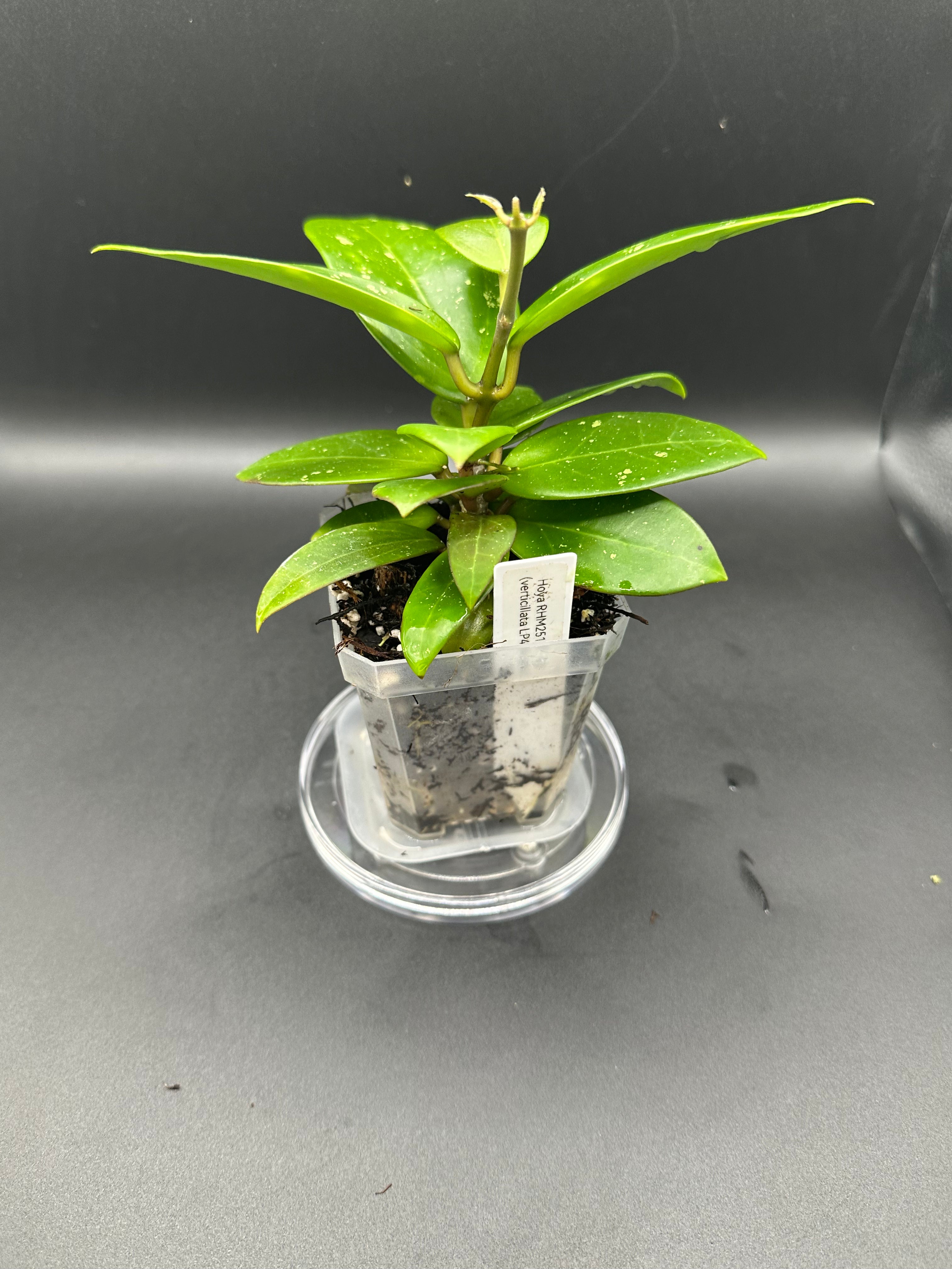 Hoya RHM2517 - 02 (Hoya verticillata LP4 x unk)