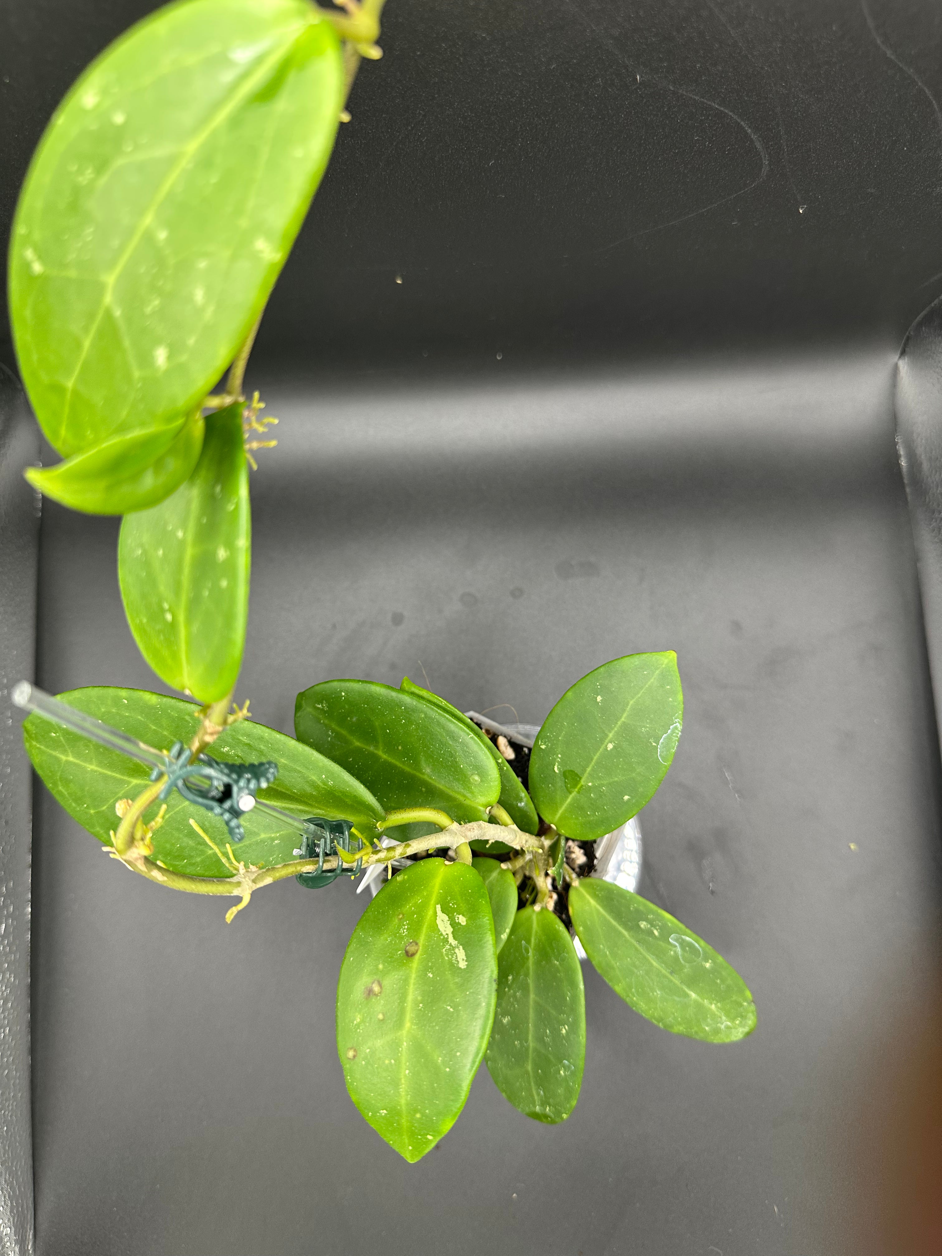 Hoya RHM2523 - 06 (Hoya rigida AH Tuanzy x unk)