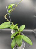 Hoya RHM2523 - 06 (Hoya rigida AH Tuanzy x unk)