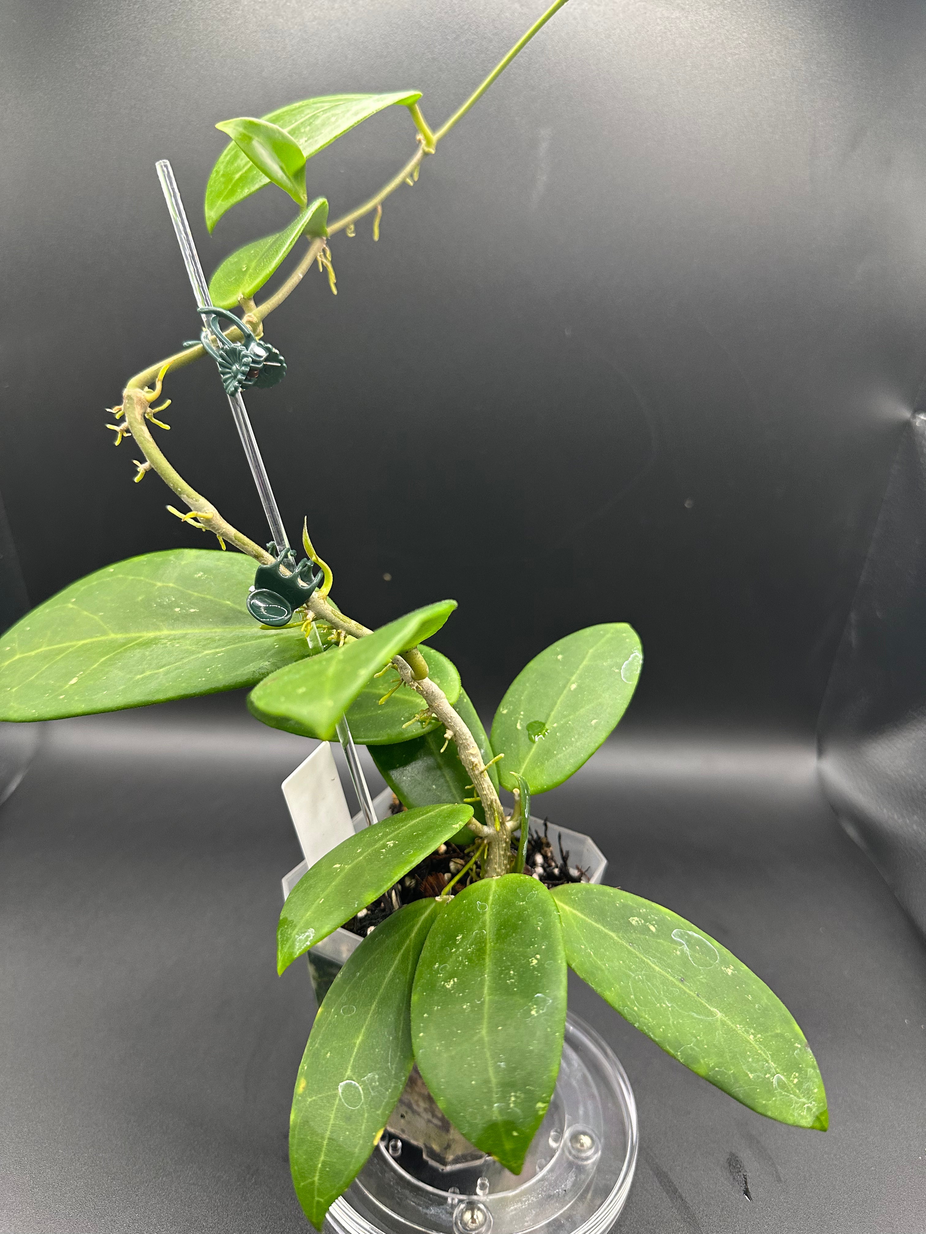 Hoya RHM2523 - 06 (Hoya rigida AH Tuanzy x unk)
