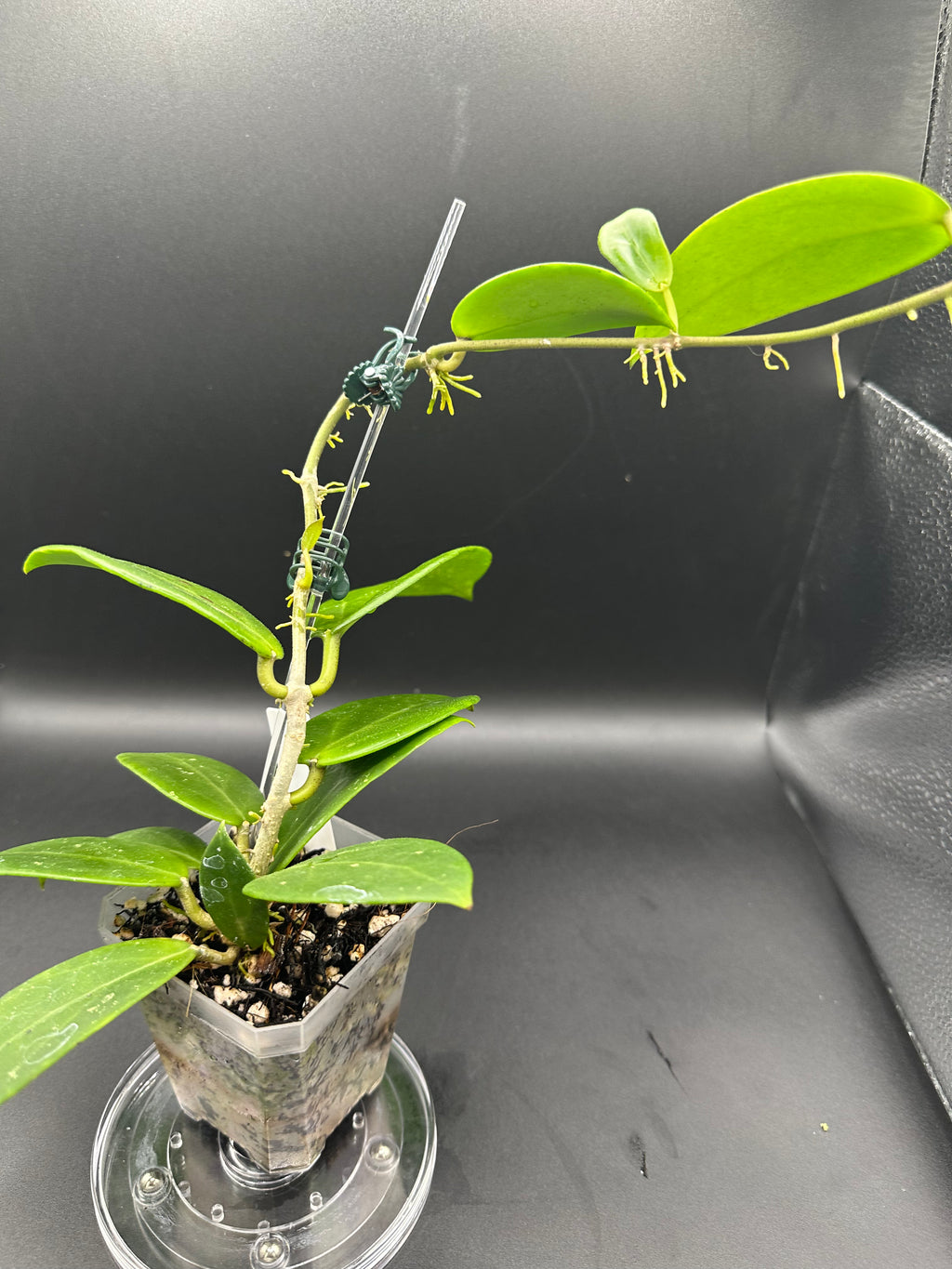 Hoya RHM2523 - 06 (Hoya rigida AH Tuanzy x unk)