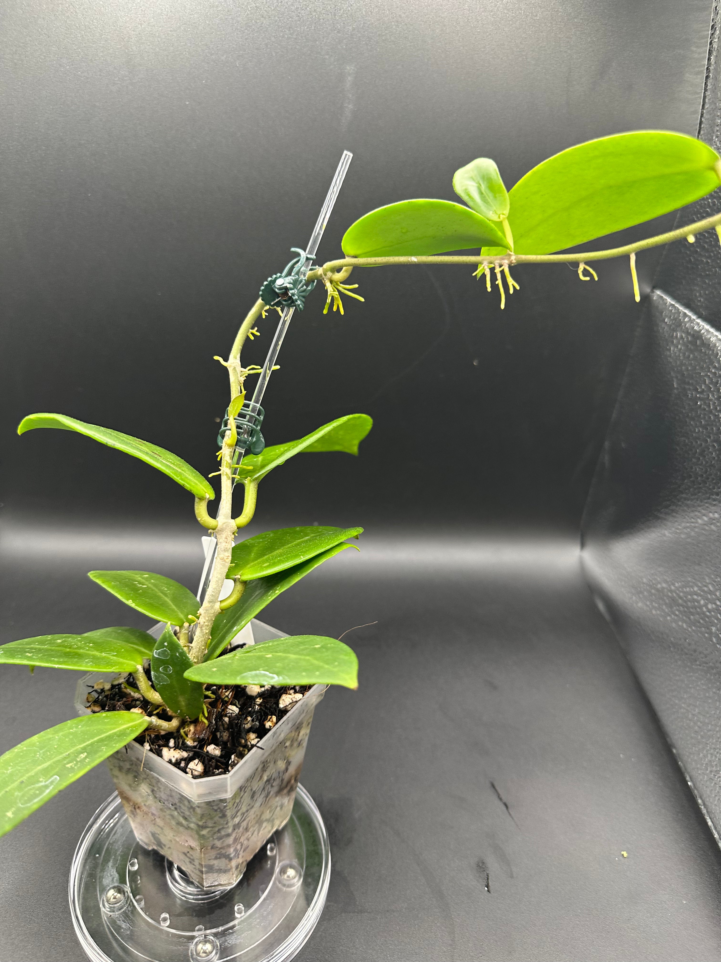 Hoya RHM2523 - 06 (Hoya rigida AH Tuanzy x unk)