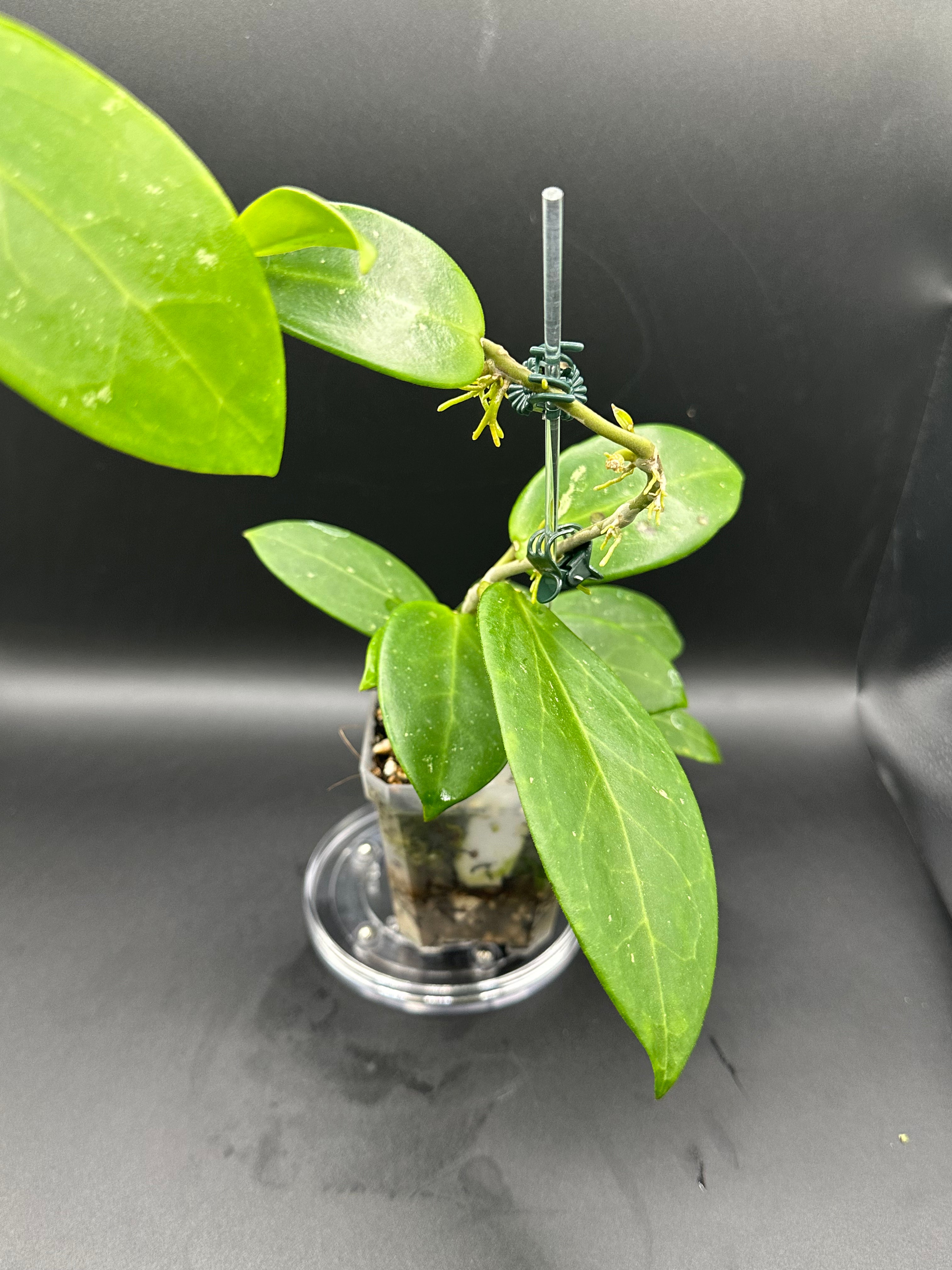 Hoya RHM2523 - 06 (Hoya rigida AH Tuanzy x unk)