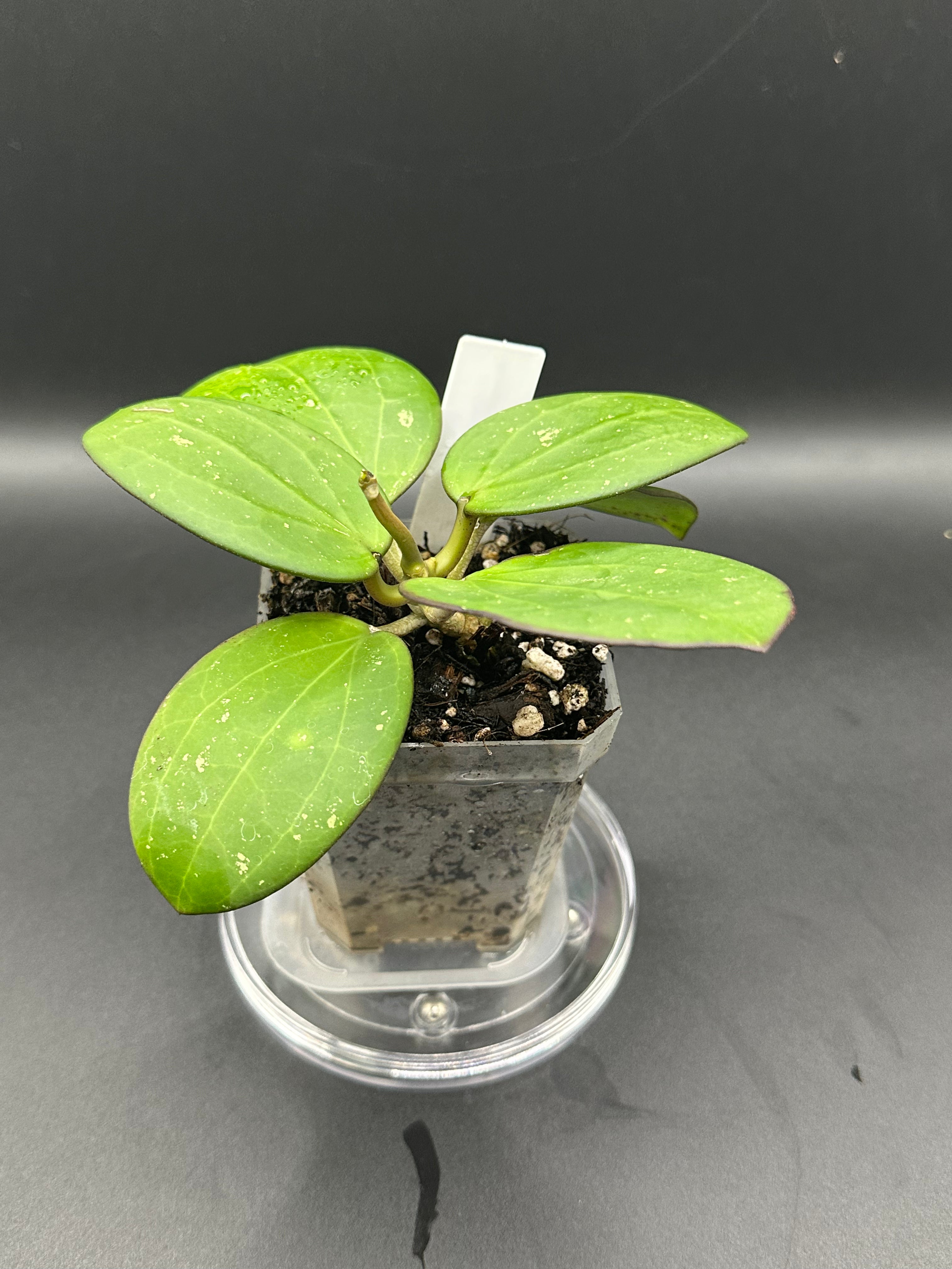 Hoya ‘Emerald Forge’ - 09 (Hoya loyceandrewsiana x Hoya hanhiae)