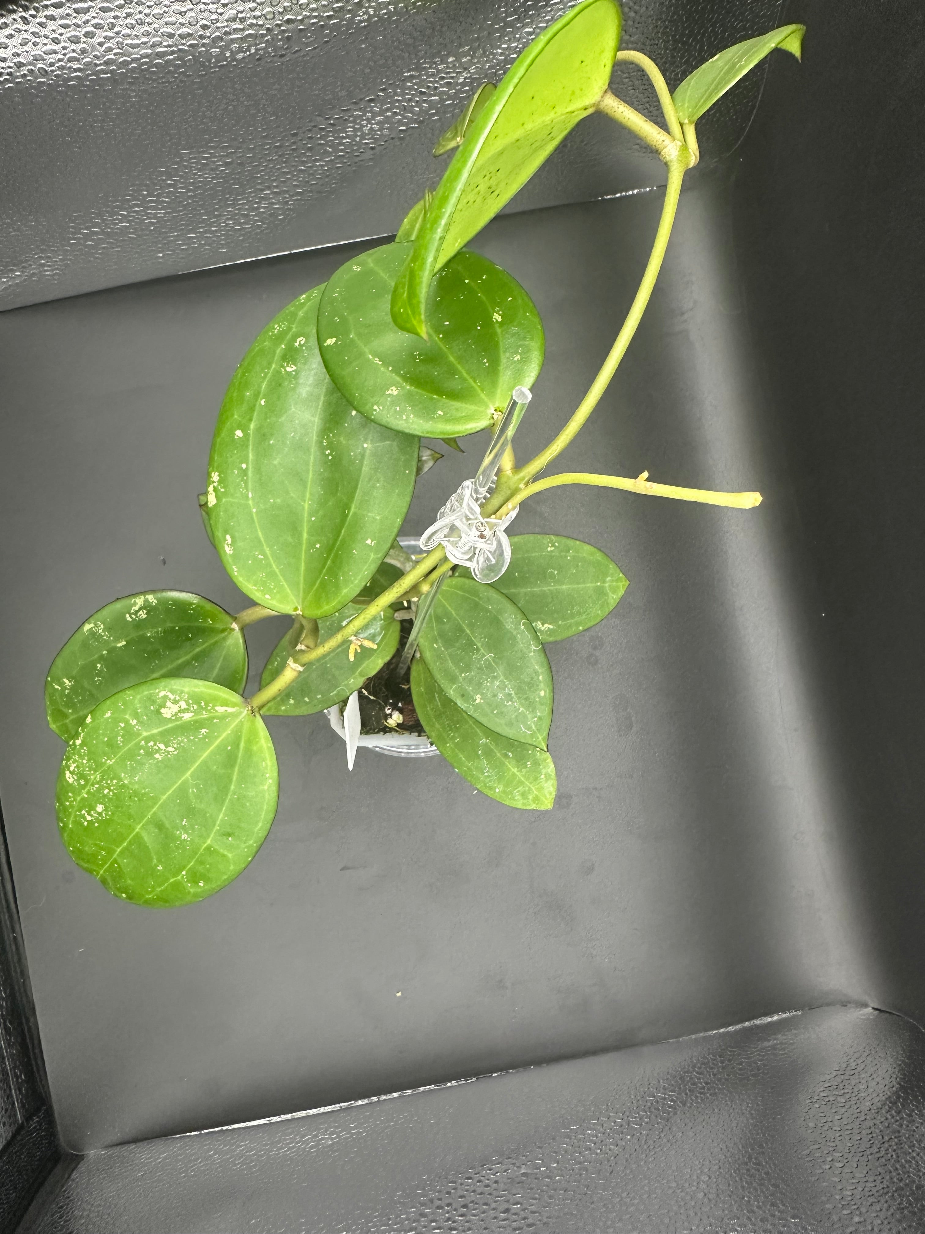 Hoya ‘Emerald Forge’ - 10 (Hoya loyceandrewsiana x Hoya hanhiae)