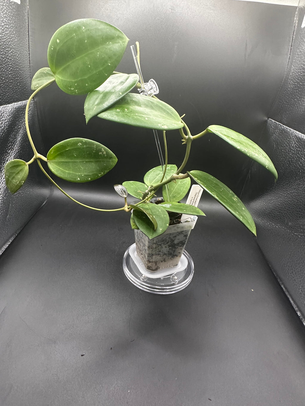 Hoya ‘Emerald Forge’ - 10 (Hoya loyceandrewsiana x Hoya hanhiae)