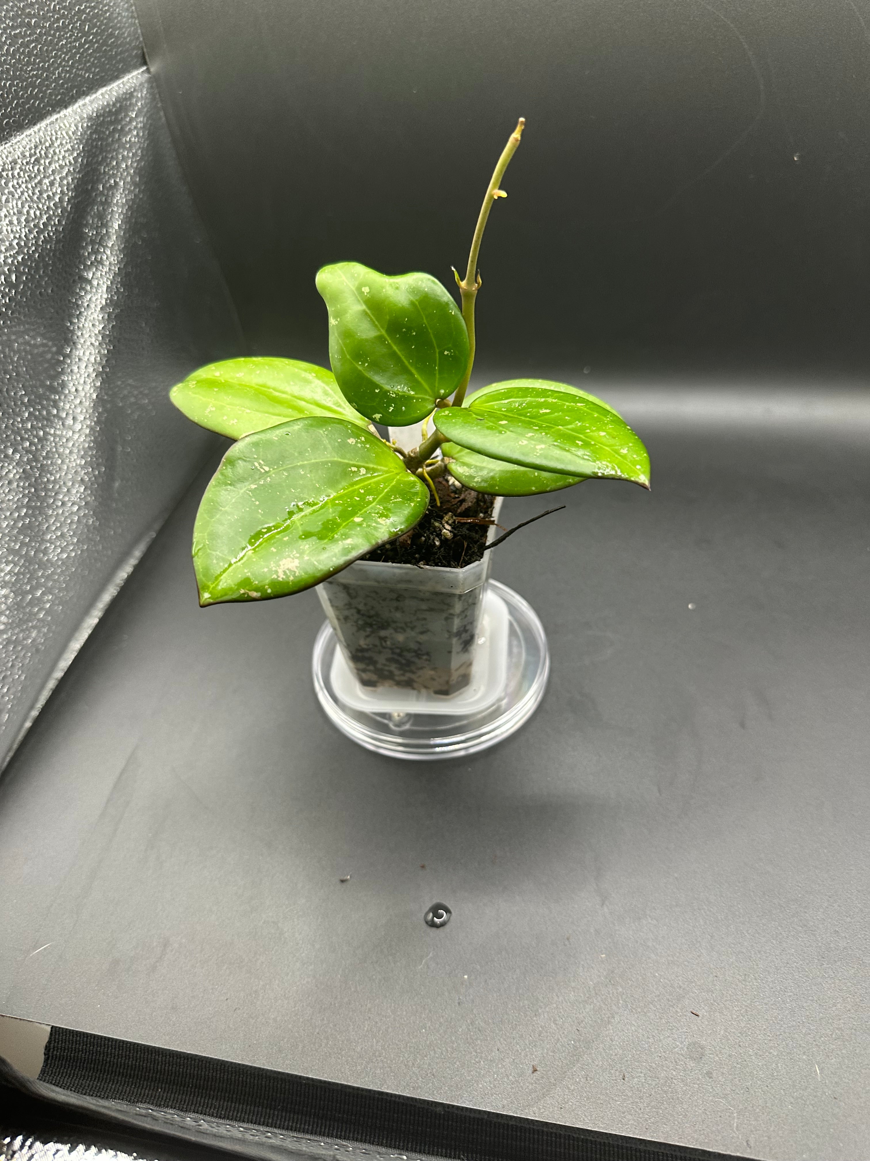 Hoya ‘Emerald Forge’ - 01 (Hoya loyceandrewsiana x Hoya hanhiae)