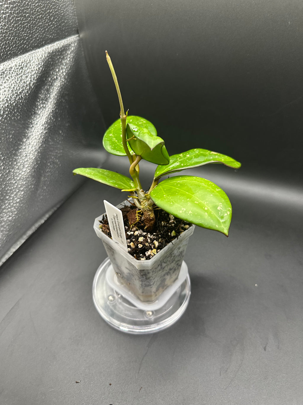 Hoya ‘Emerald Forge’ - 01 (Hoya loyceandrewsiana x Hoya hanhiae)