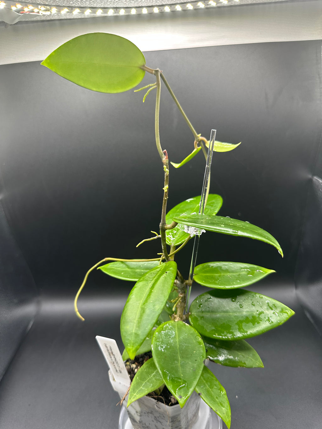 Hoya RHM2517 - 06 (Hoya verticillata LP4 x unk)