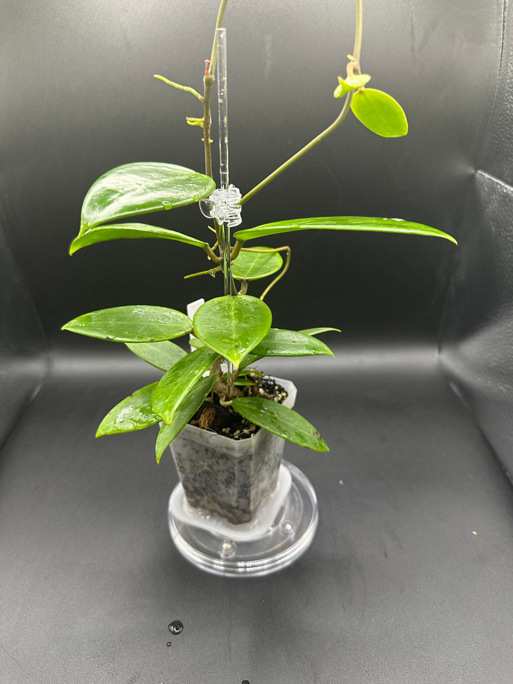 Hoya RHM2517 - 06 (Hoya verticillata LP4 x unk)